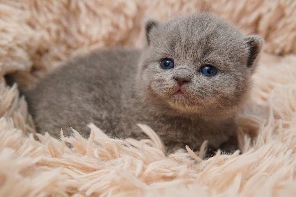 Dos gatitos British Shorthair acurrucados