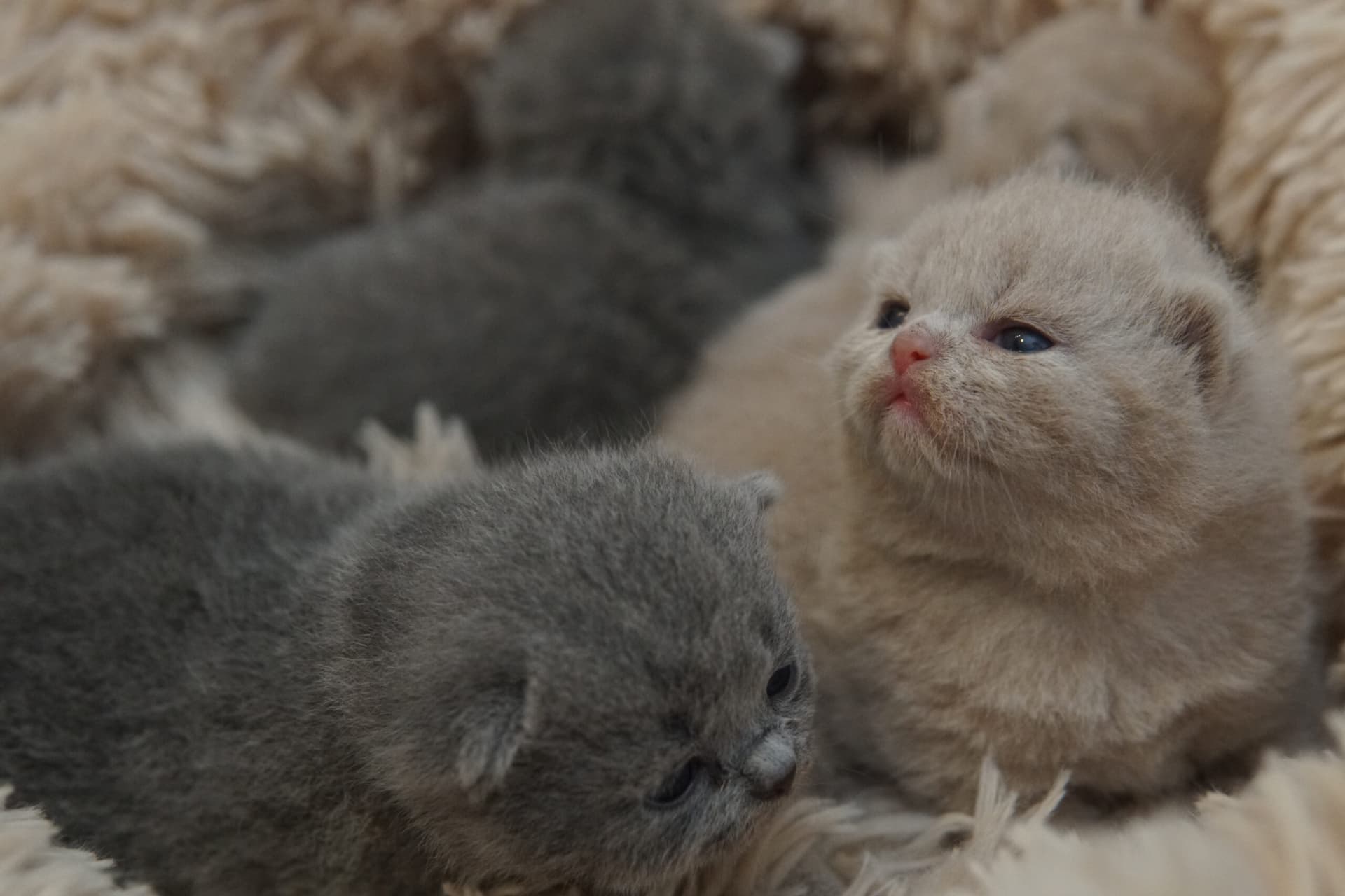 Grupo de tres gatitos dormidos