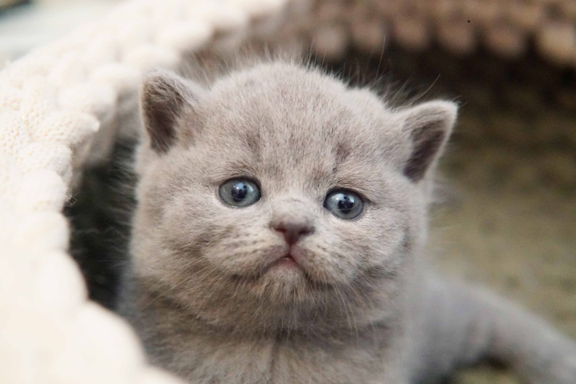Primer plano de un gatito azul