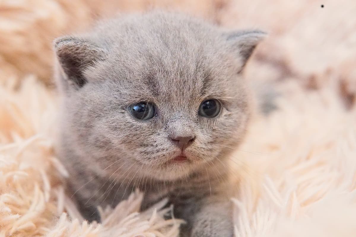 Gatito lilac con los ojos abiertos