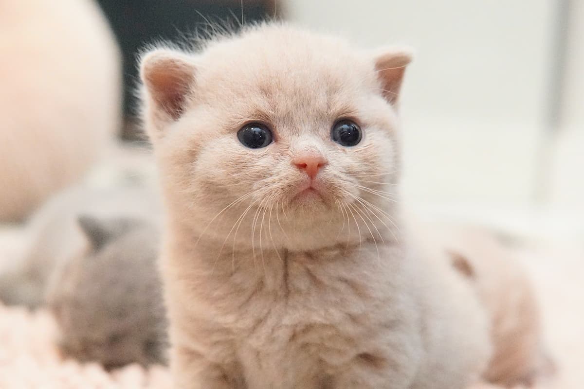 Gatito posando dulcemente