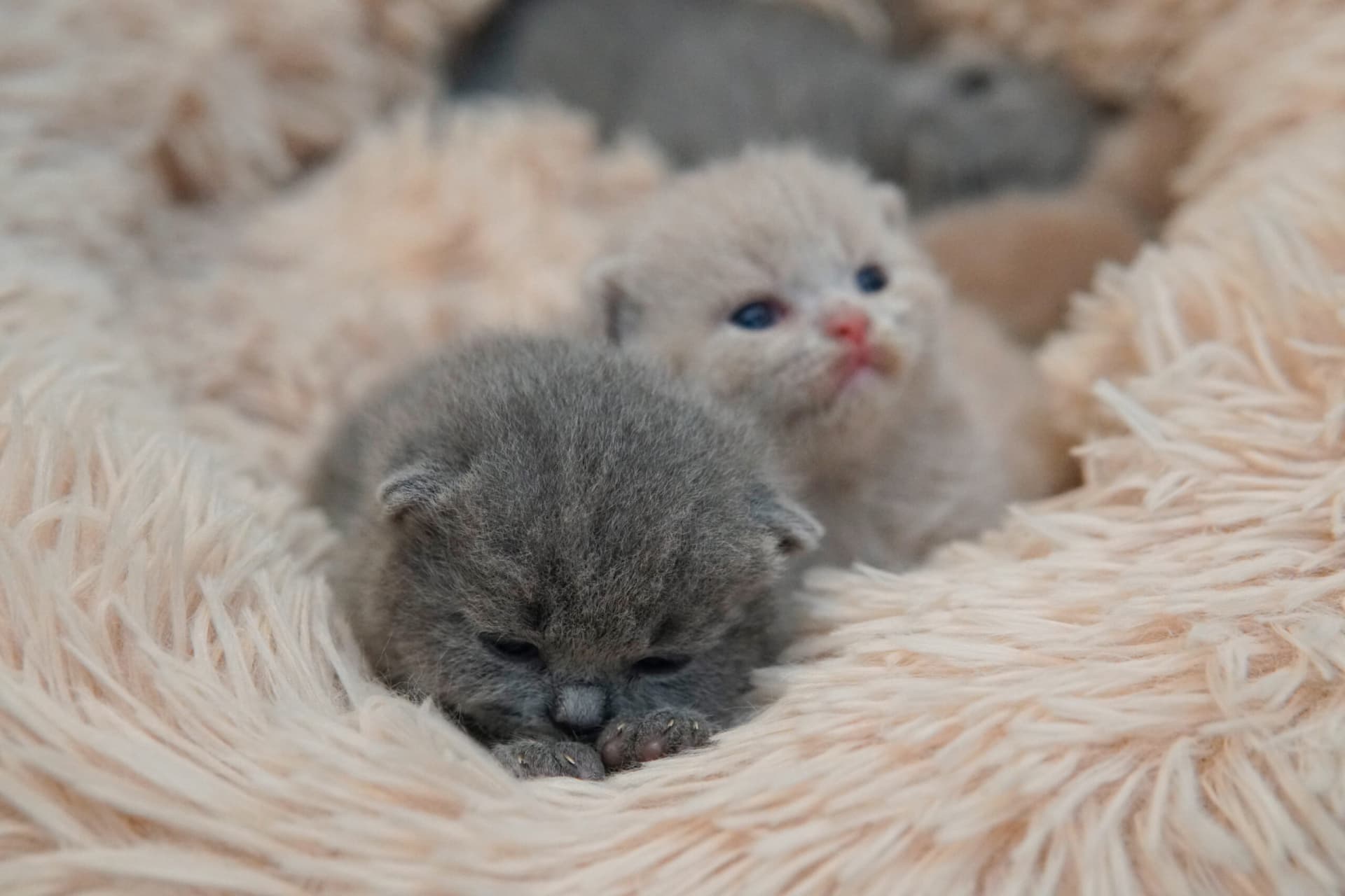 Gatitos de diferentes colores uno al lado del otro