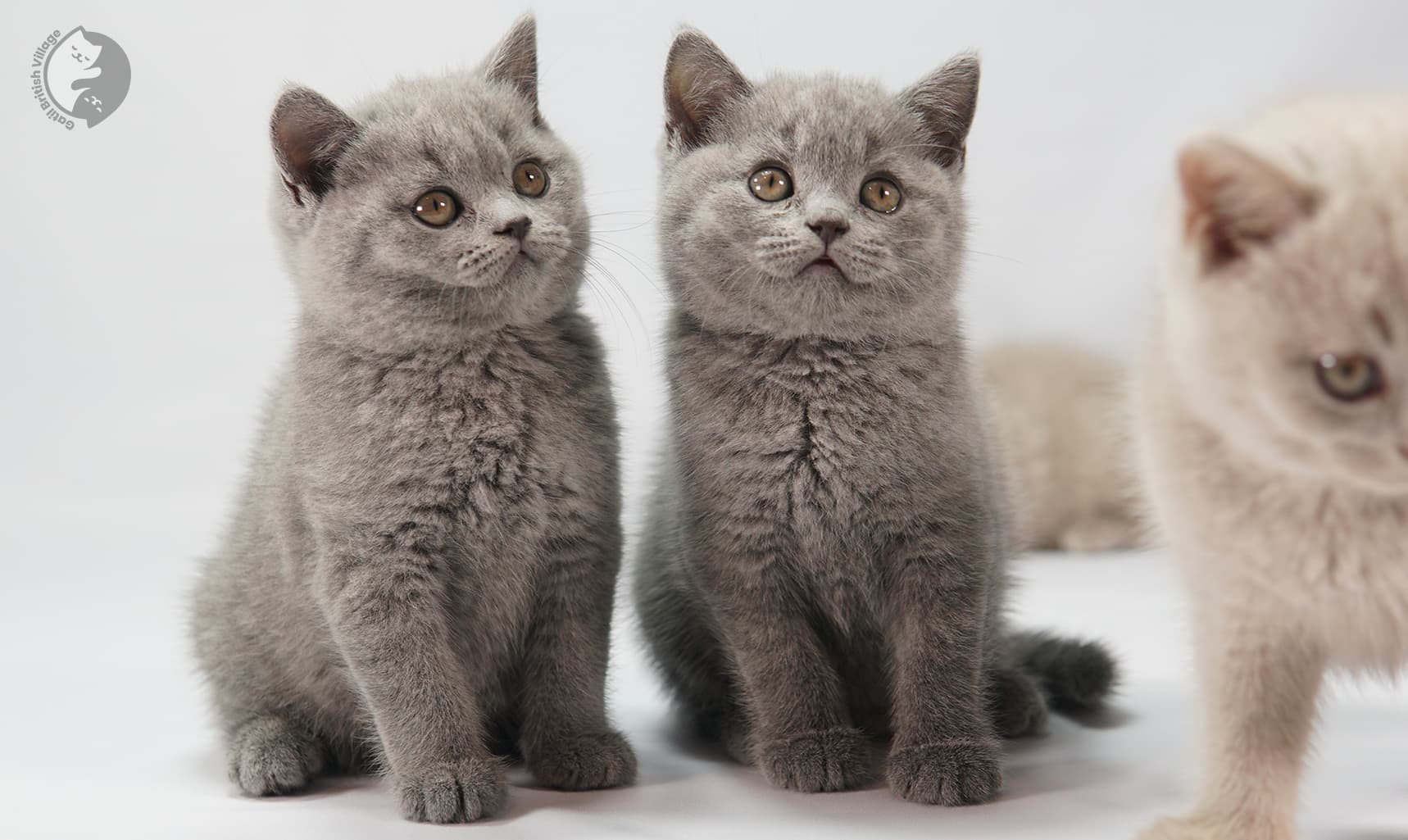 Gatitos reunidos con pelaje denso
