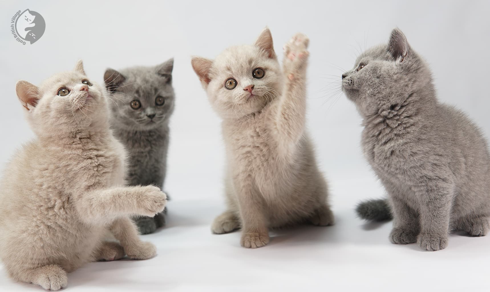 Gatitos lilac sentados juntos