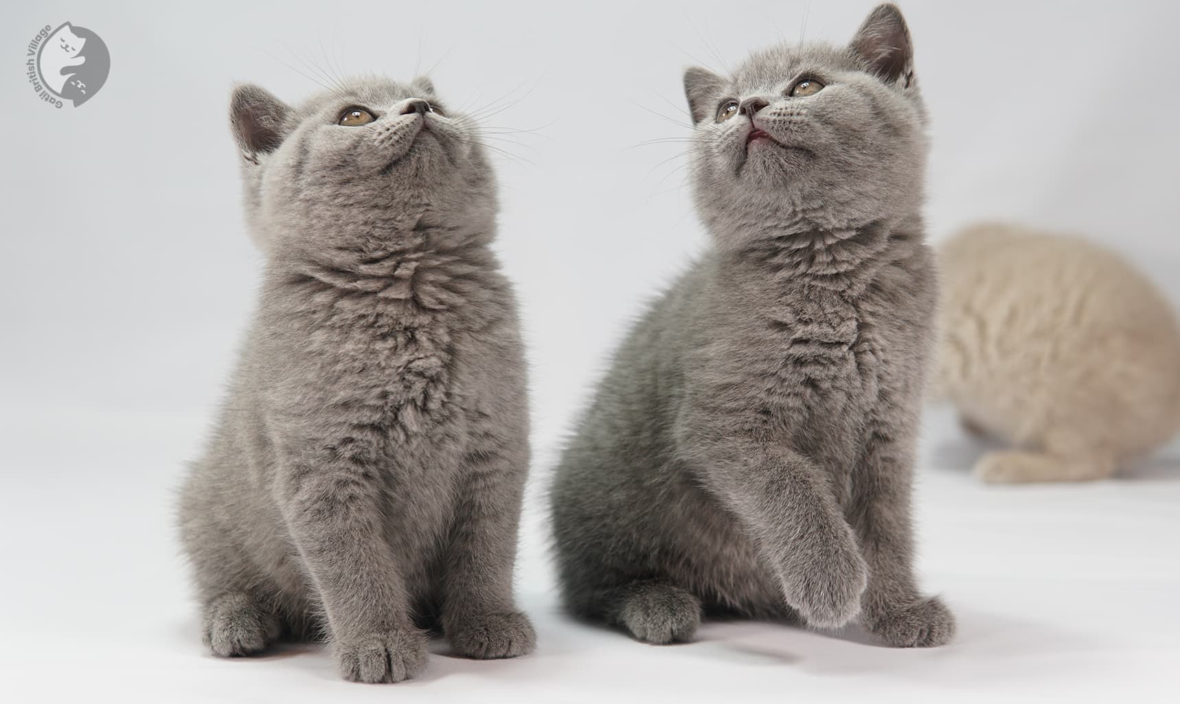 Grupo de gatitos British Shorthair posando