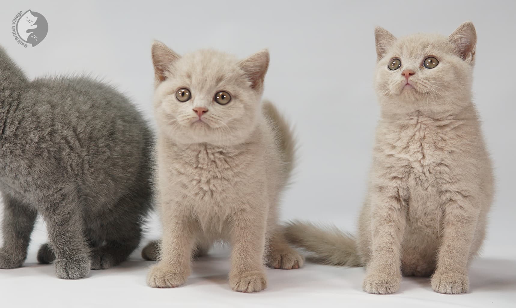Tres gatitos mirando a la cámara