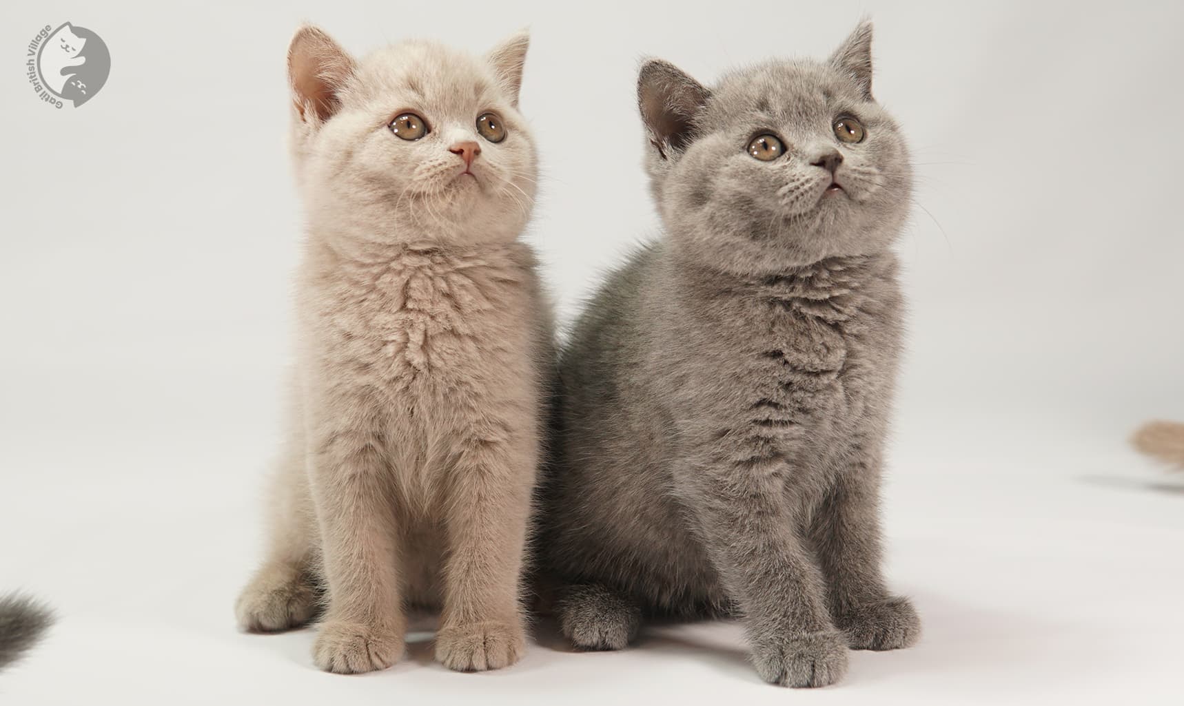 Gatito con expresión tierna