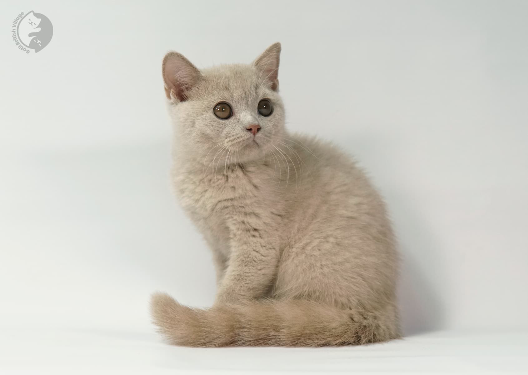 Gatito posando con elegancia