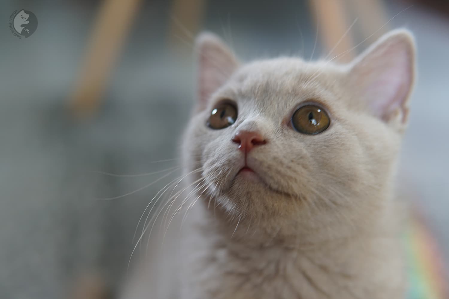 Gatito mirando hacia arriba