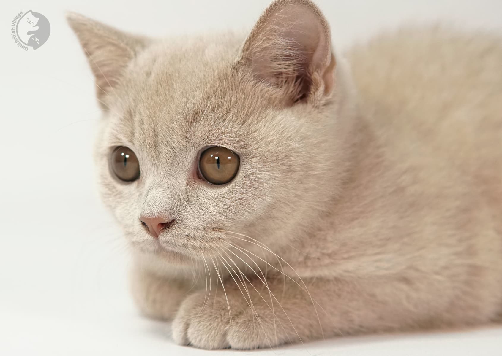 Gatito acostado observando