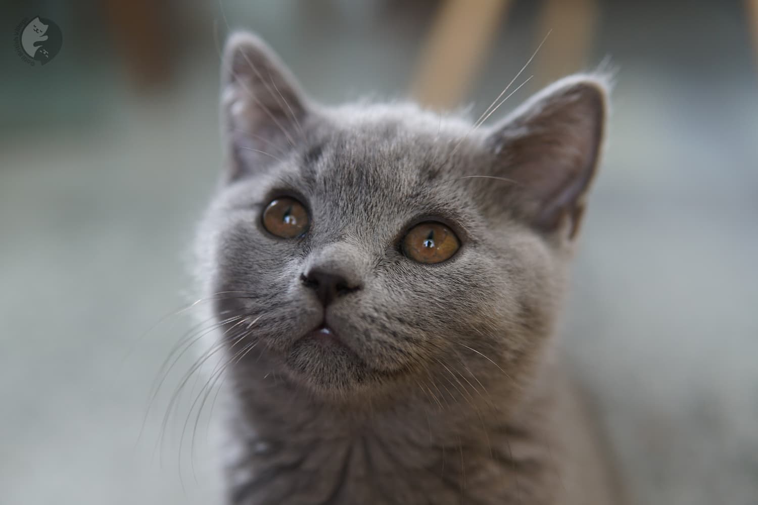 Gatito azul mirando fijamente
