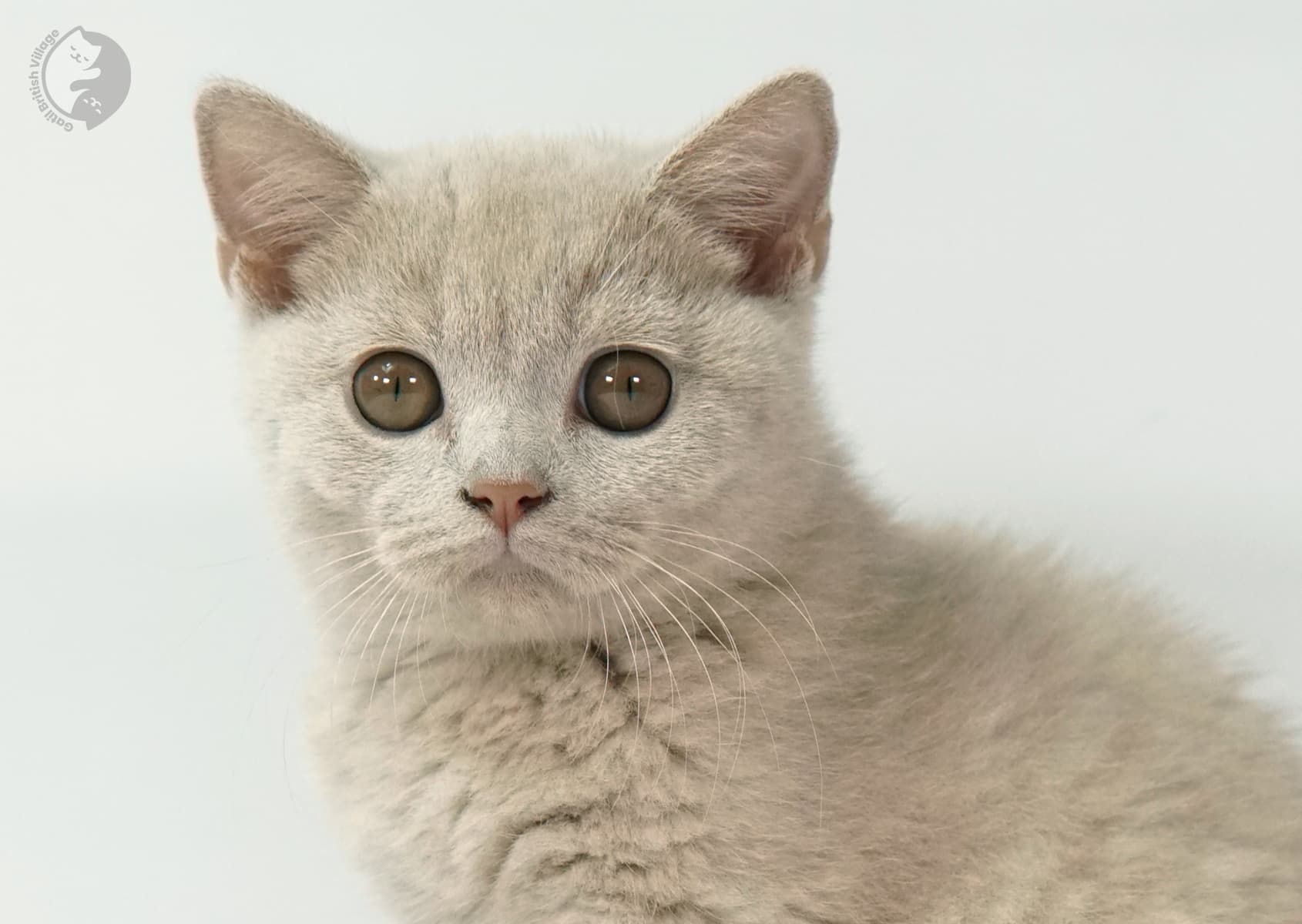 Gatito lilac en primer plano sobre blanco