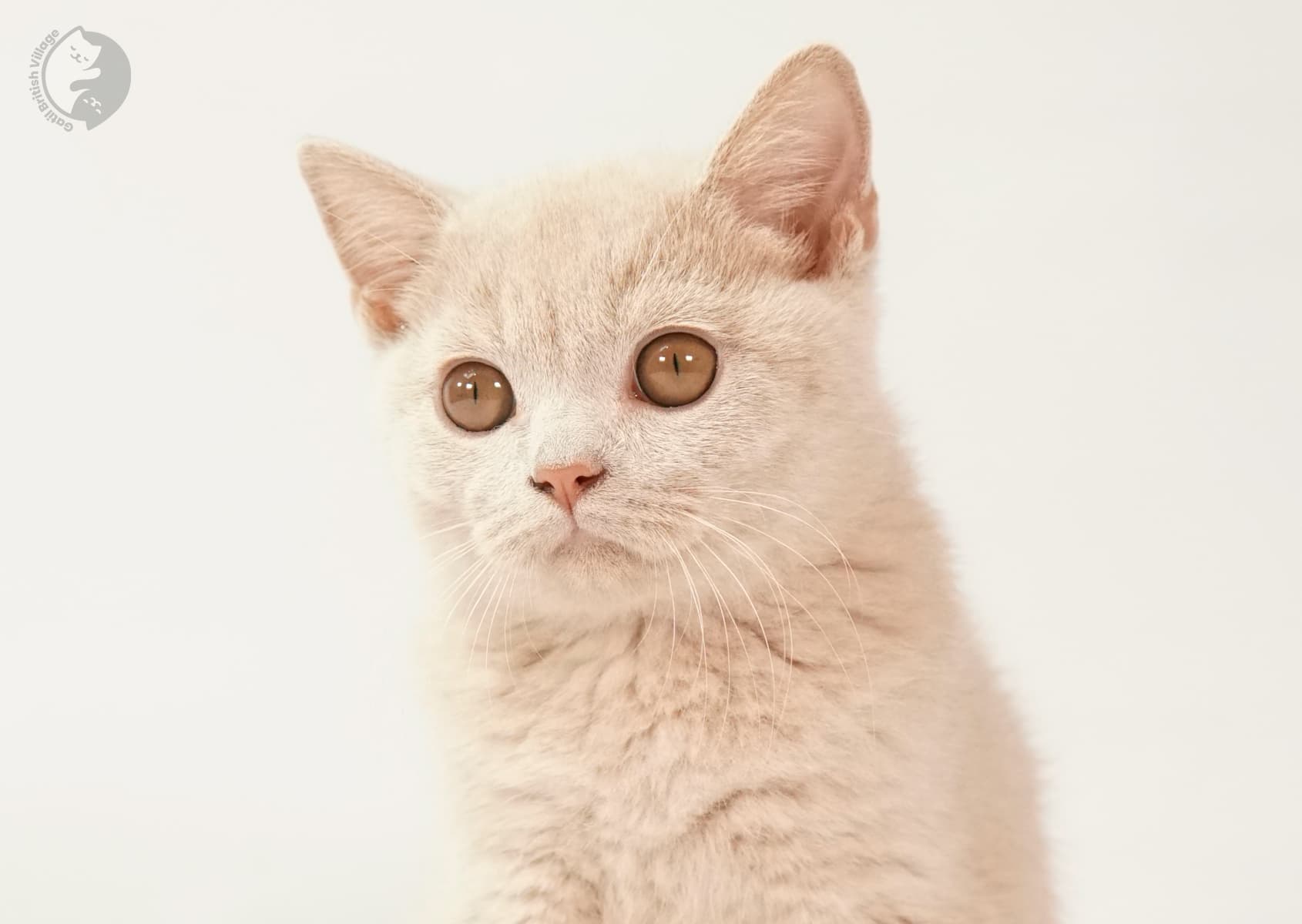 Gatito con expresión concentrada