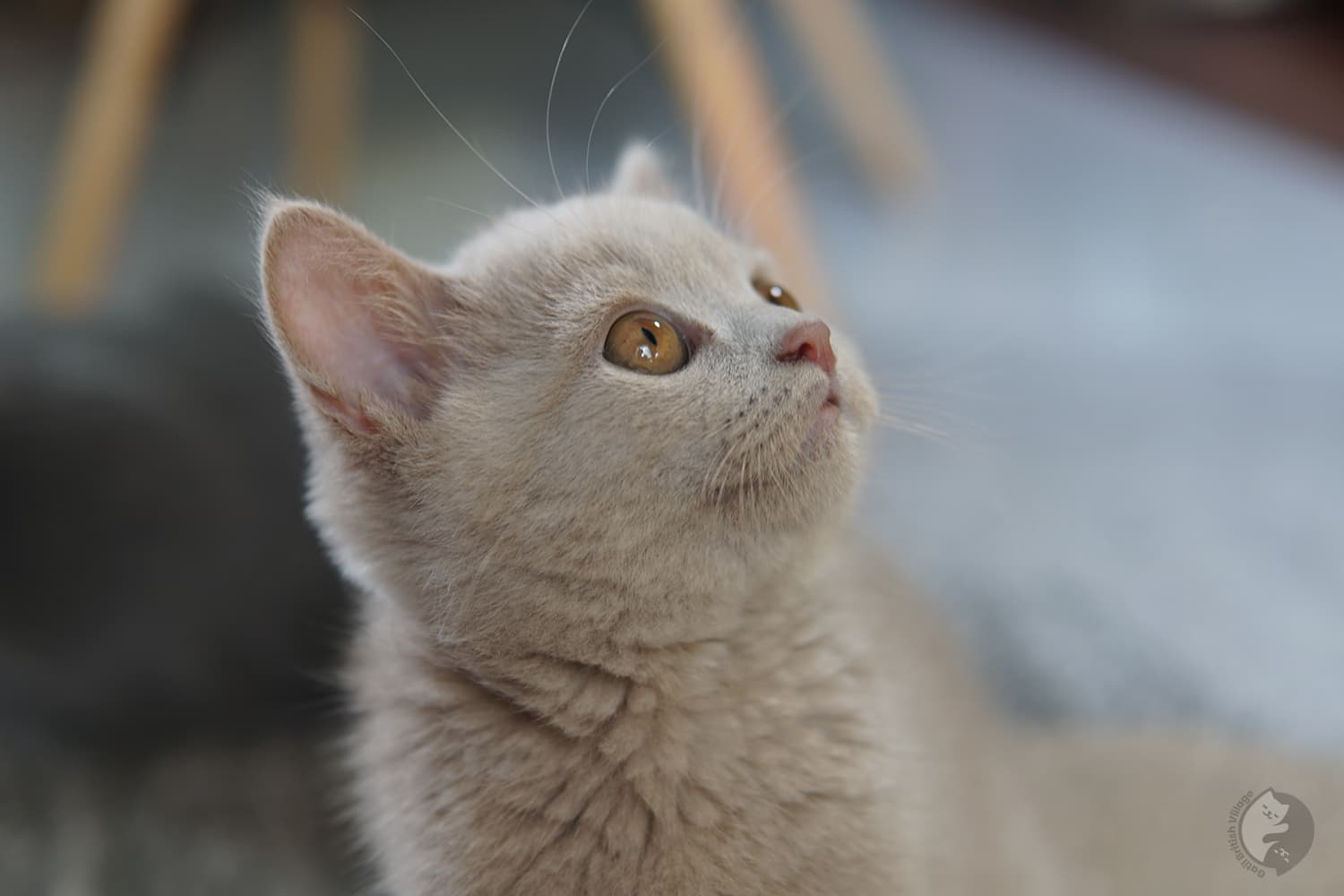 Gatito sentado mirando hacia arriba