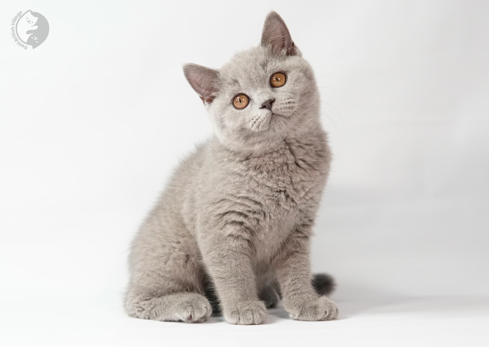 Gatito posando de frente