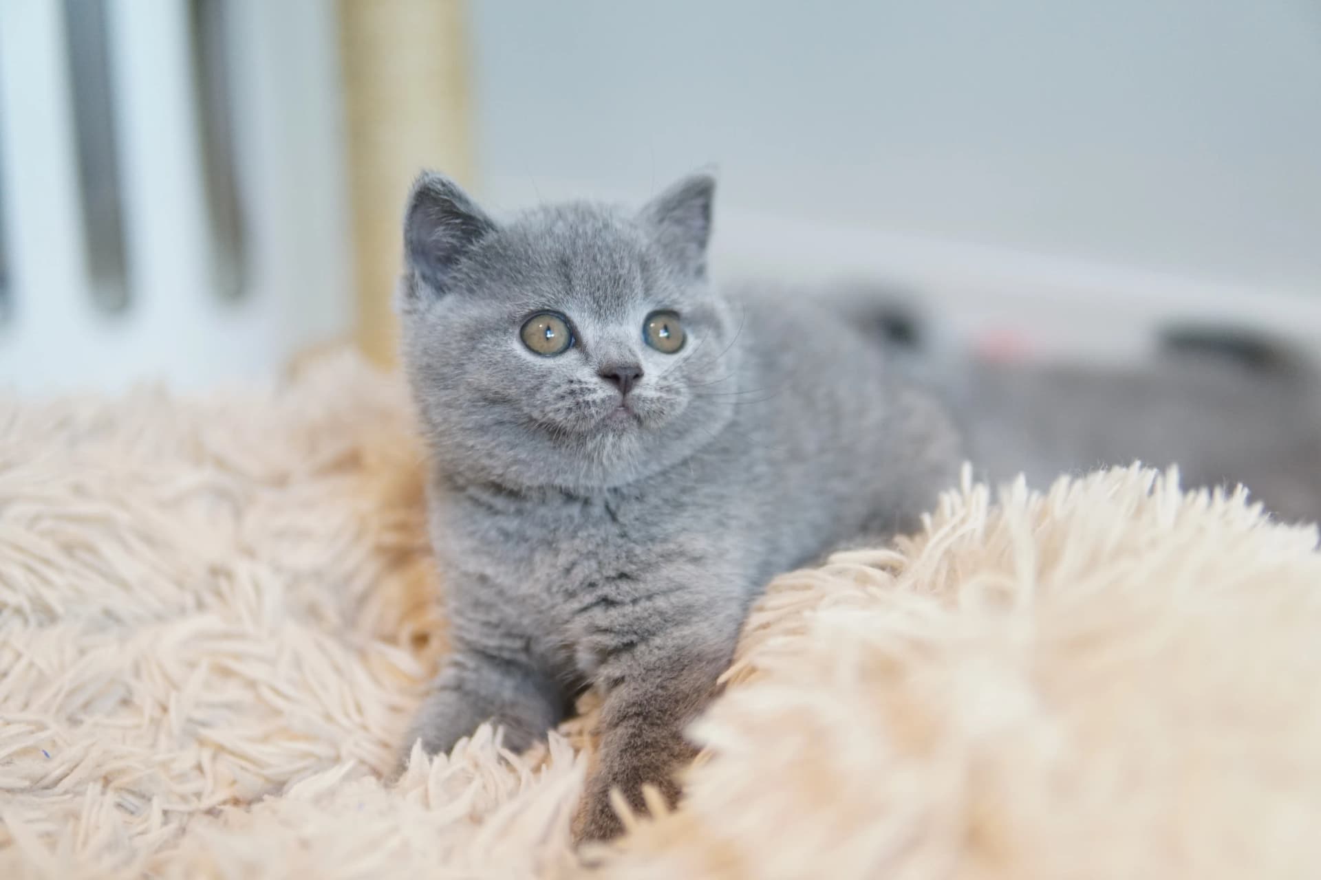 Gatito con mirada curiosa y atenta