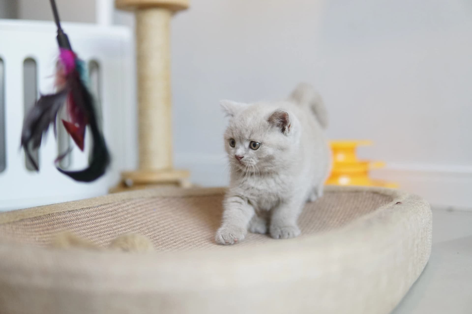 Gatito explorando el rascador con estilo