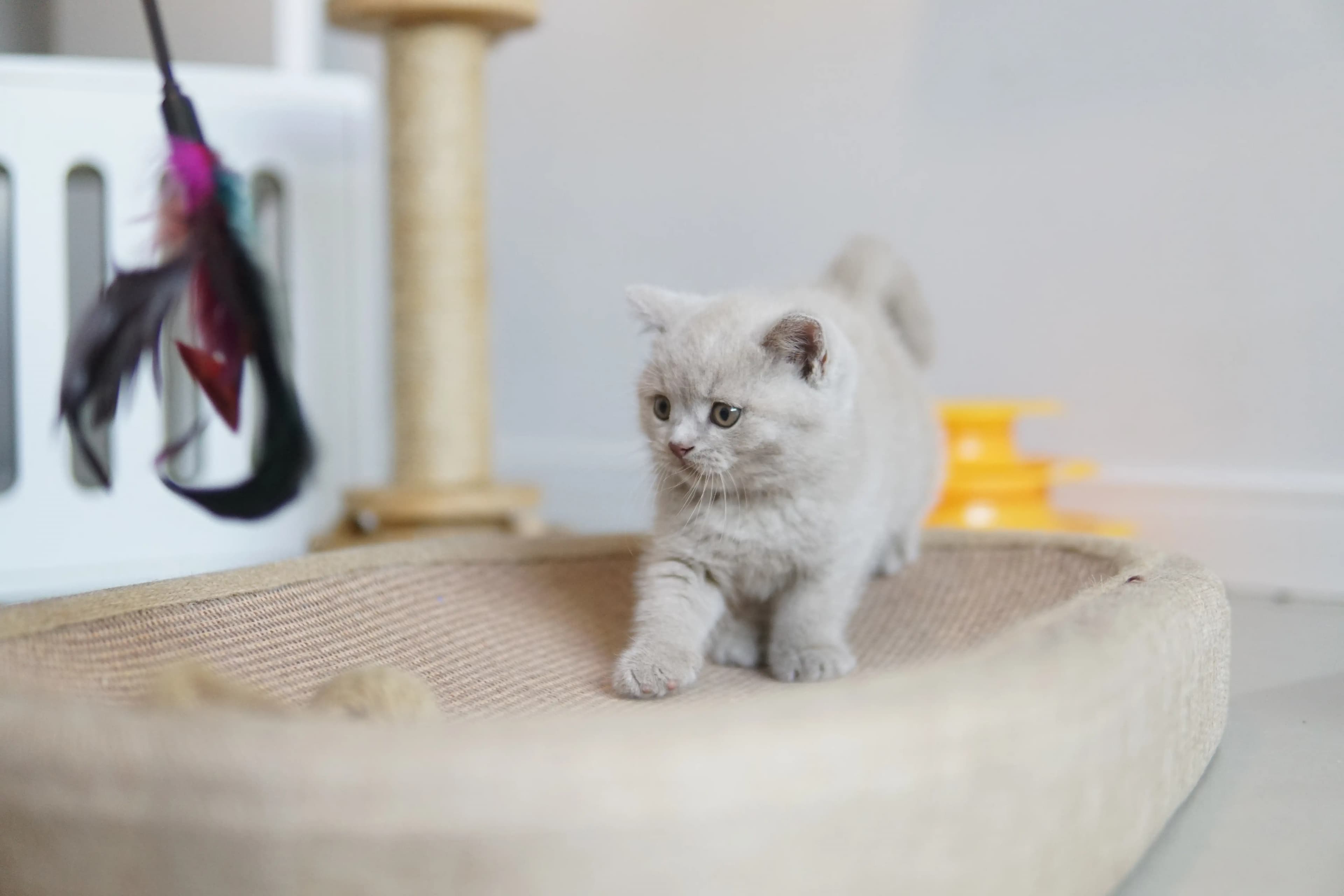 Gatito explorando el rascador con estilo