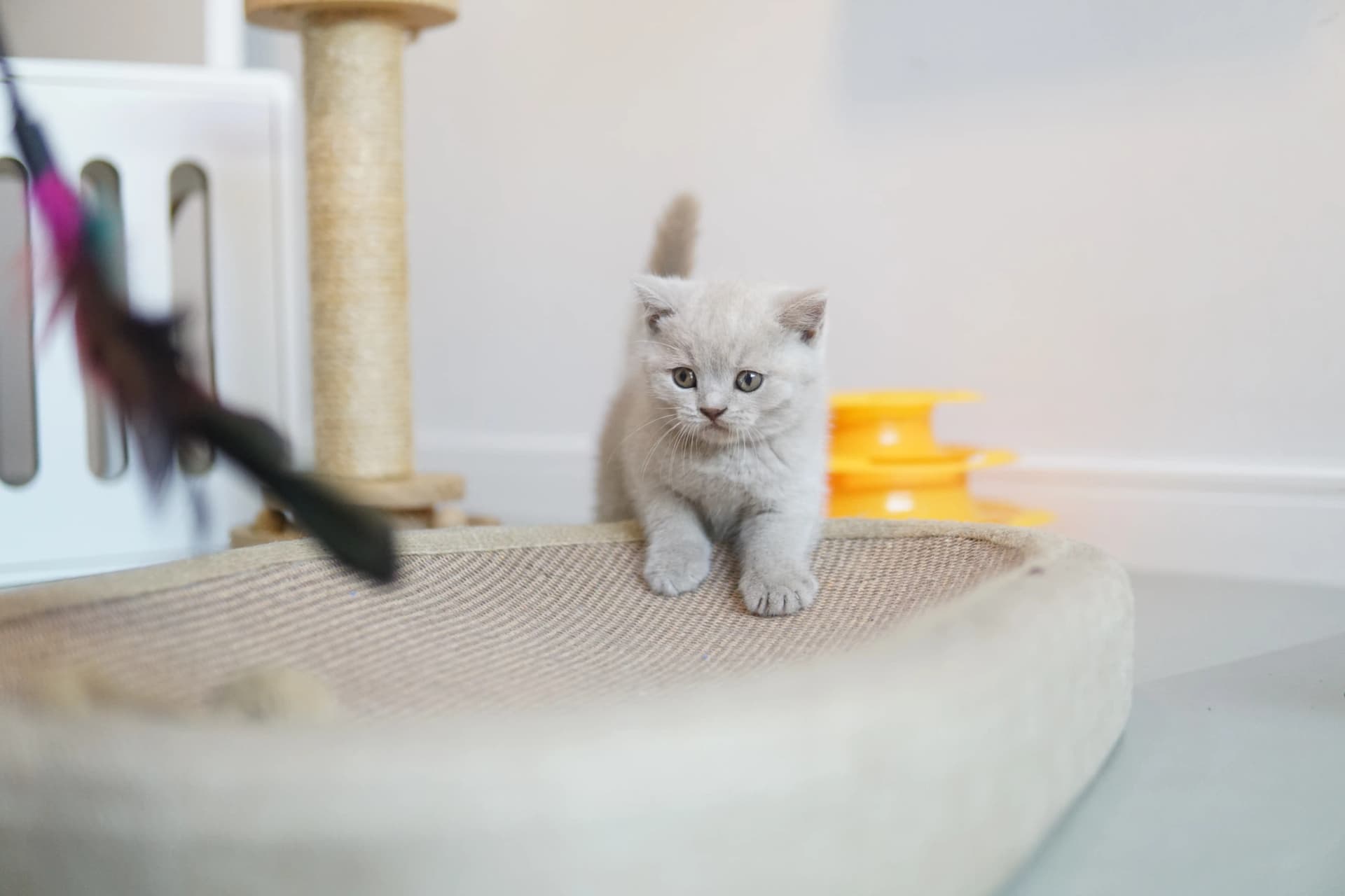 Gatito acostado, listo para jugar