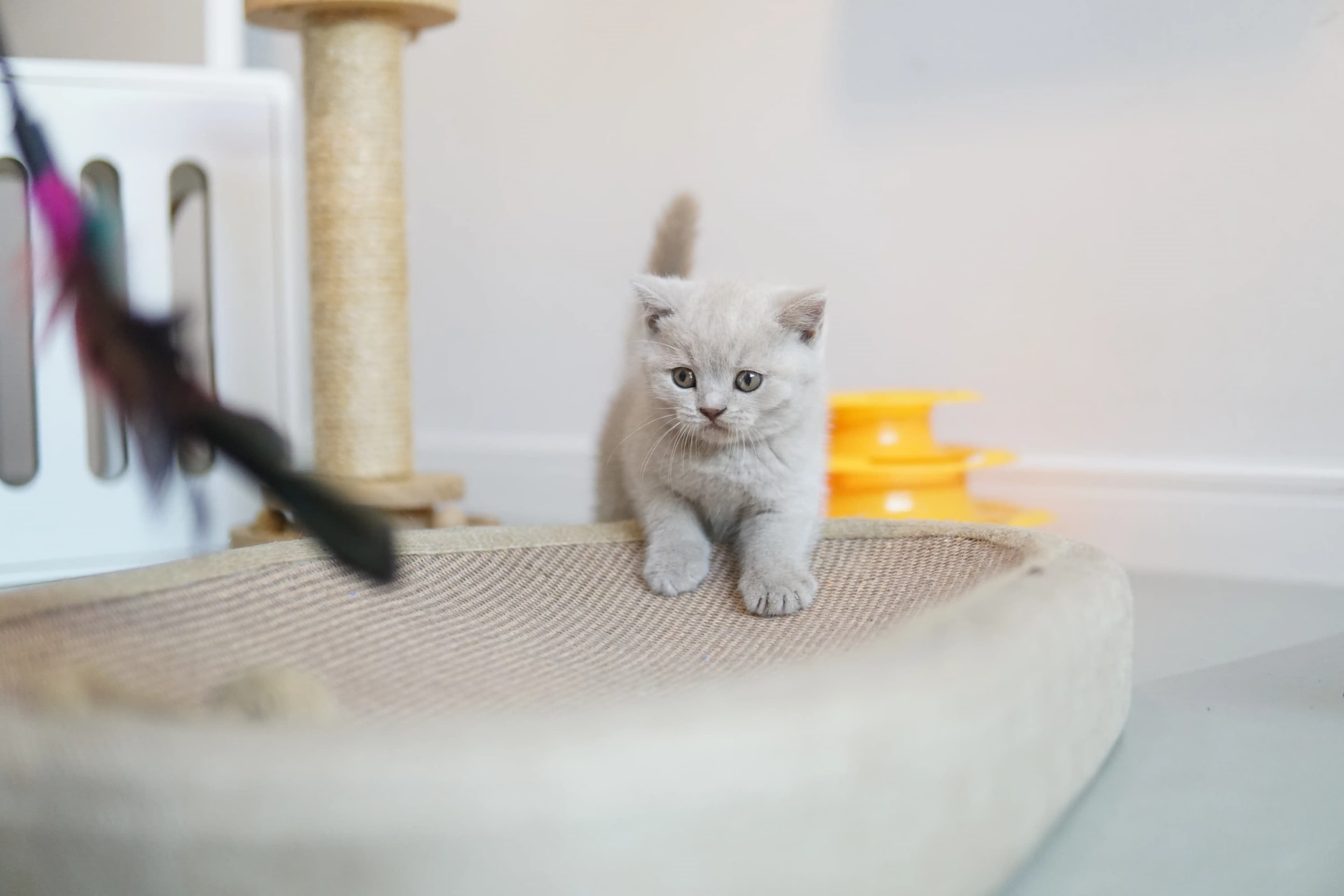 Gatito acostado, listo para jugar