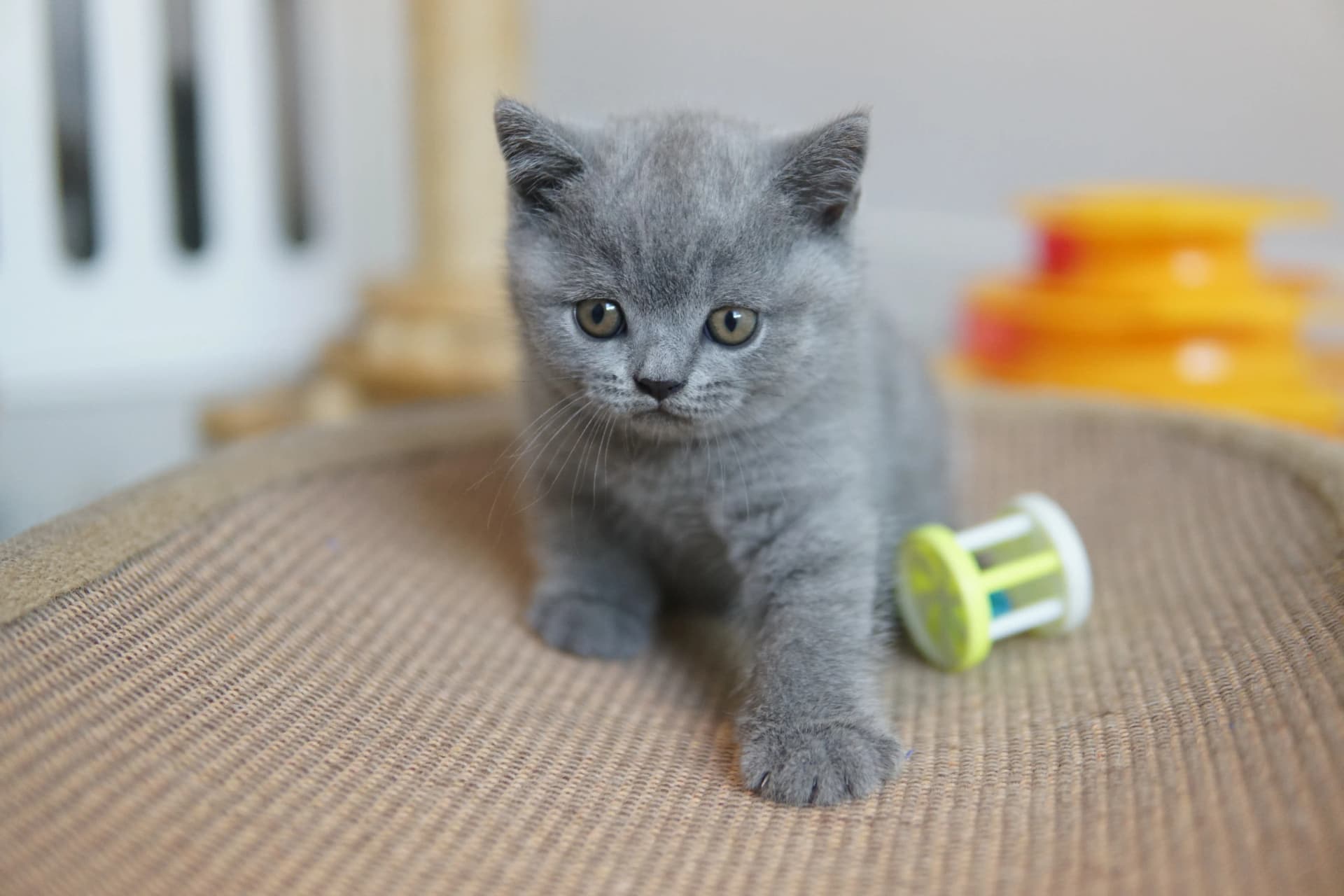Gatito curioso con el juguete