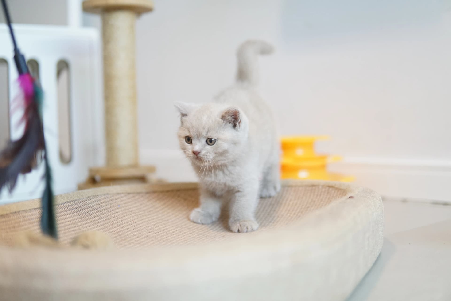 Gatito corriendo por el entorno