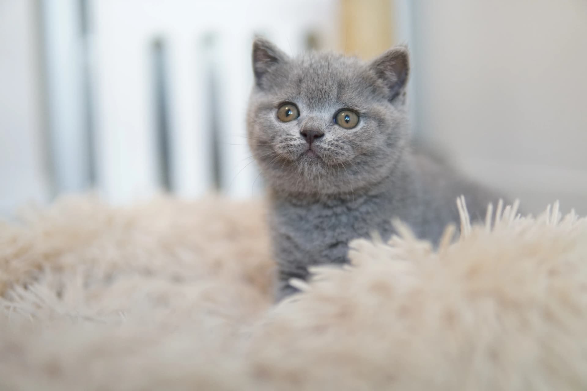 Gatito observando serenamente