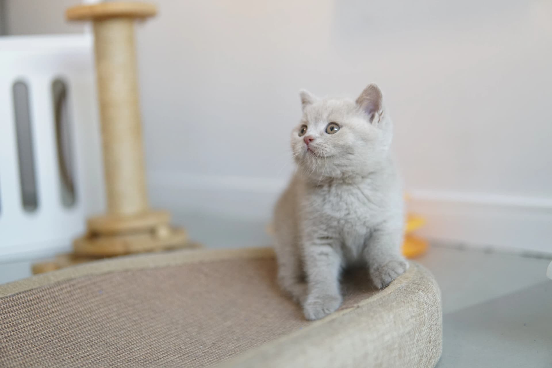 Gatito en una pose clásica para foto