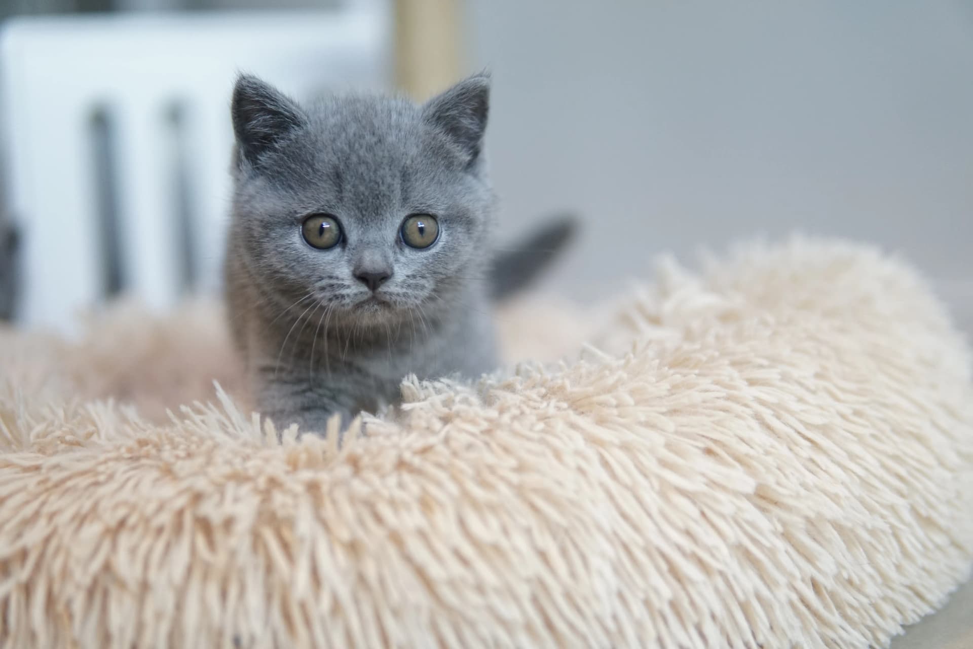 Gatito listo para saltar