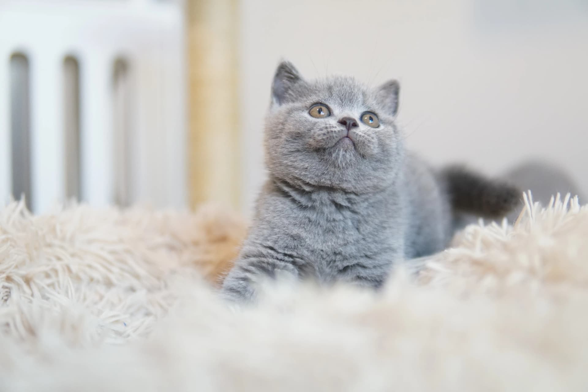 Gatito acostado tranquilamente