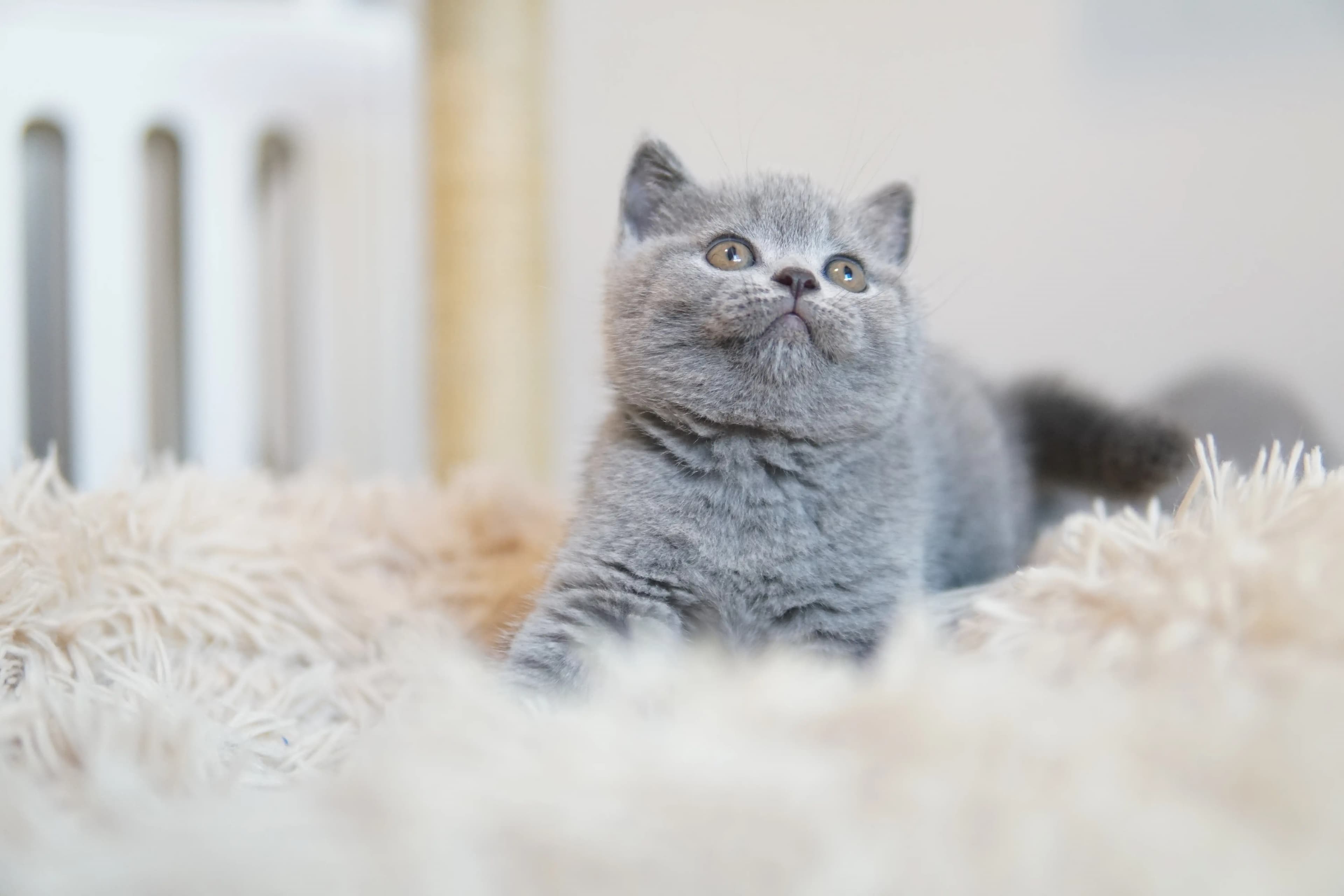 Gatito acostado tranquilamente