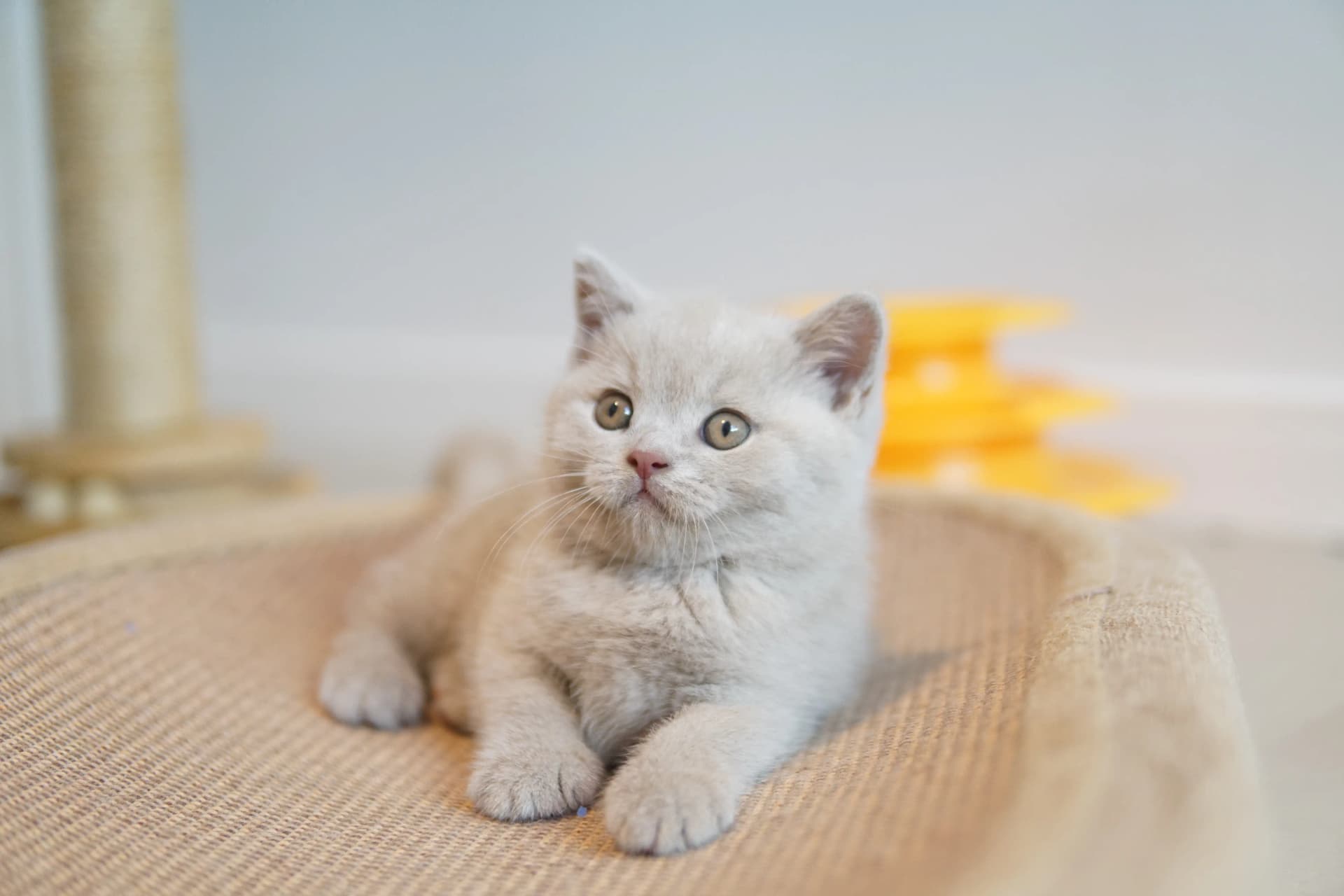 Gatito curioso y atento