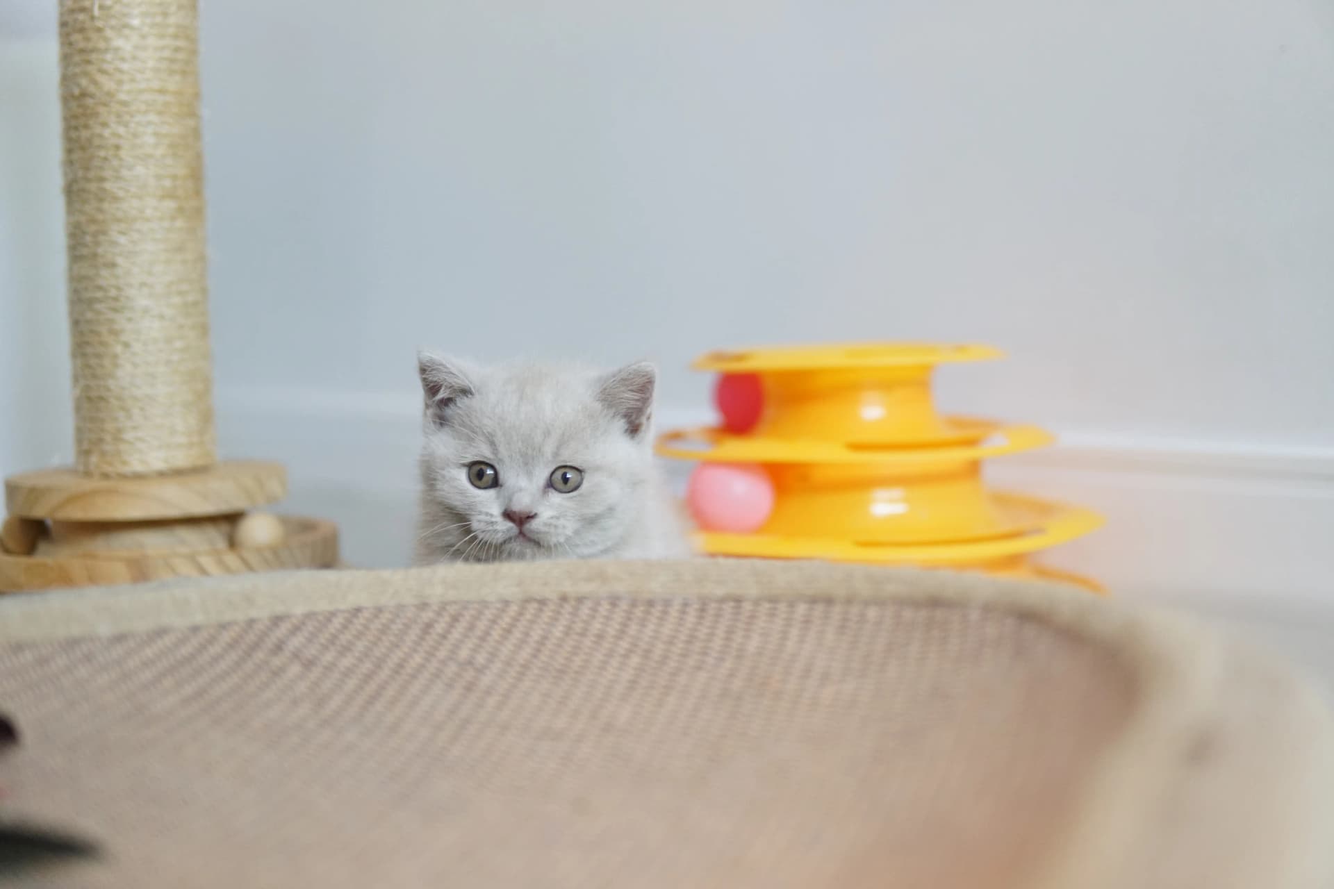 Gatito junto a su juguete favorito