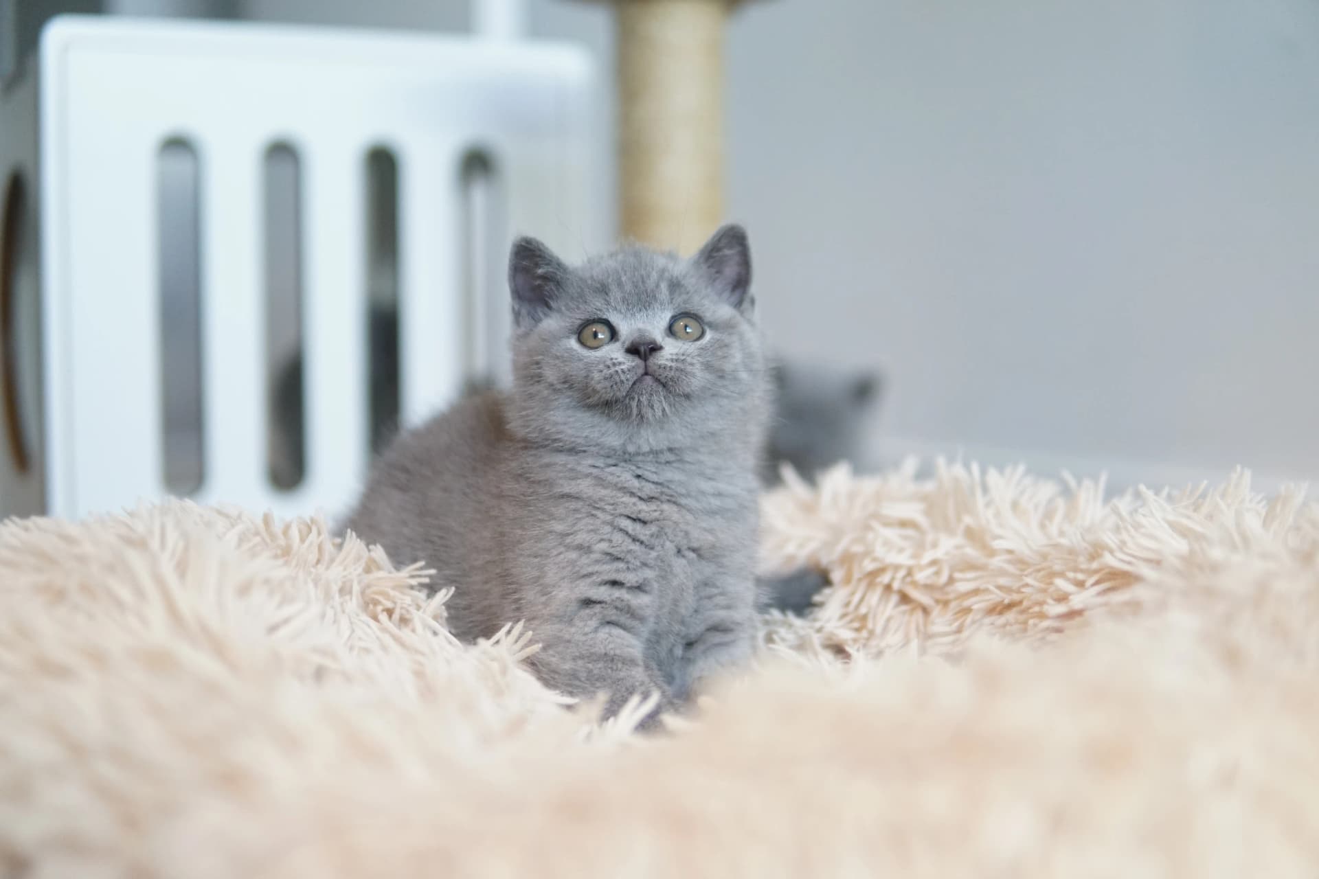 Gatito con mirada atenta y tierna