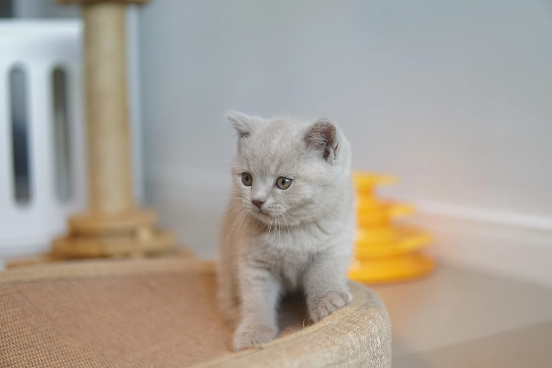 Gatito listo para atacar