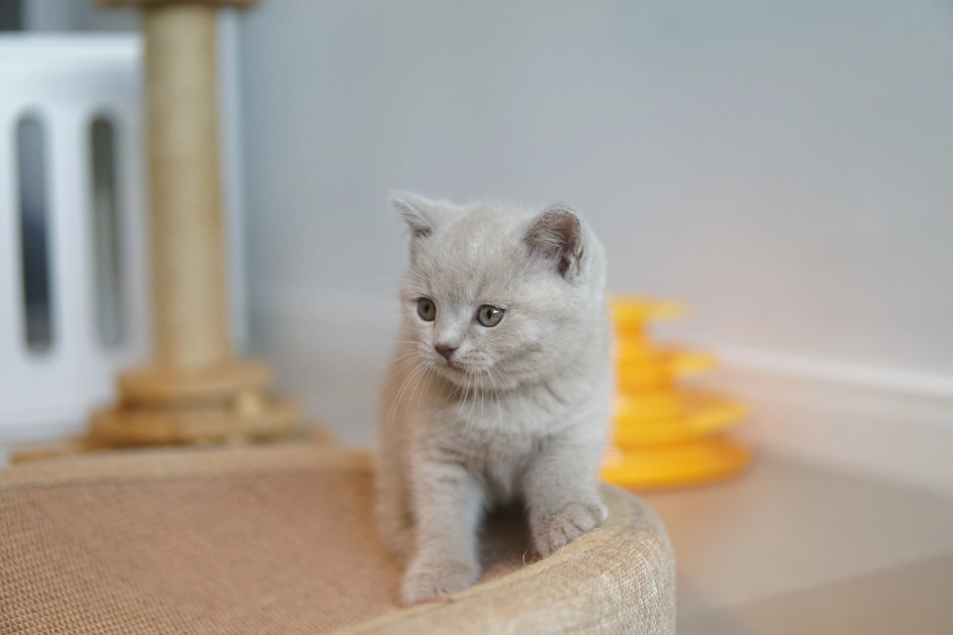 Gatito listo para atacar