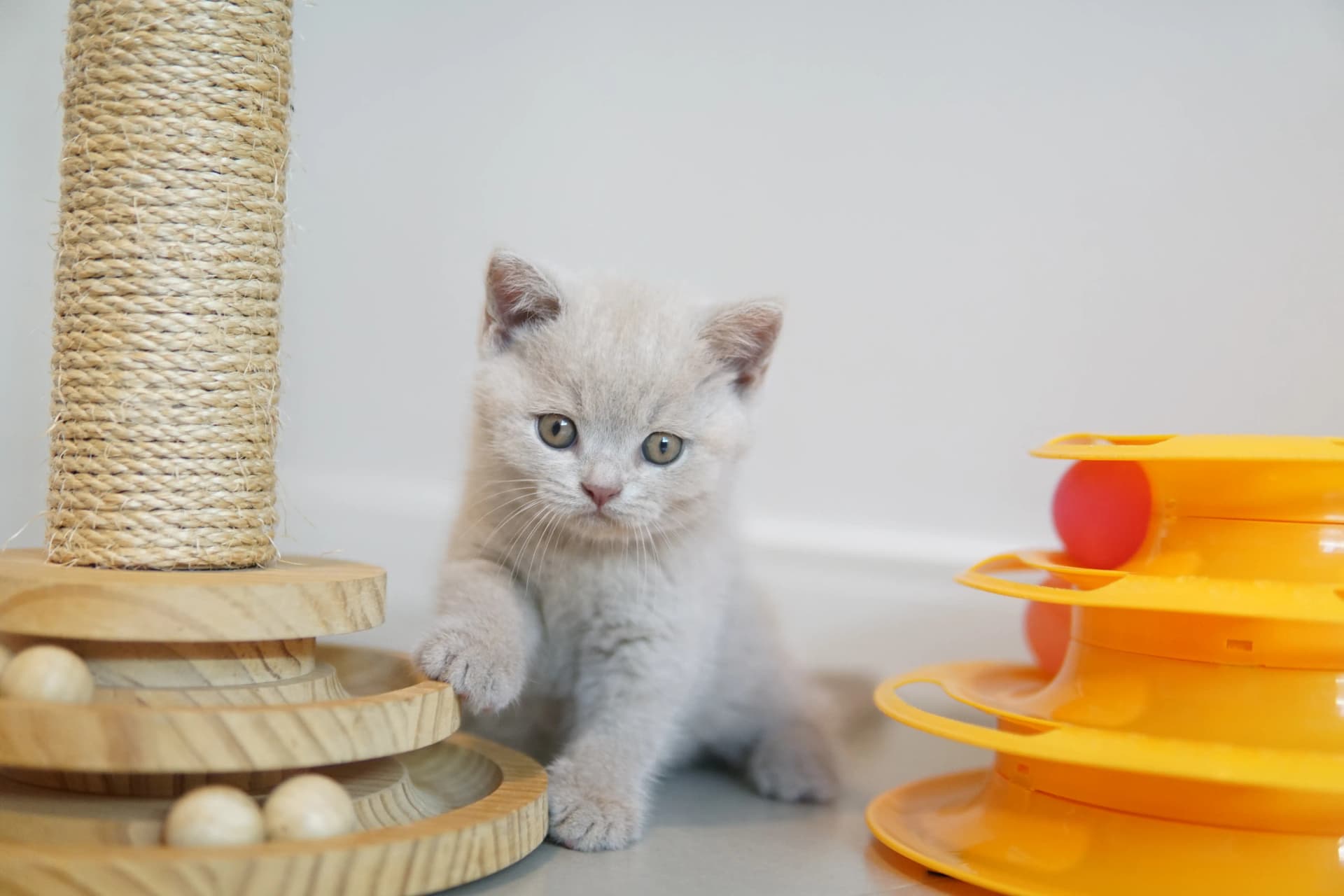 Gatito entre los juguetes