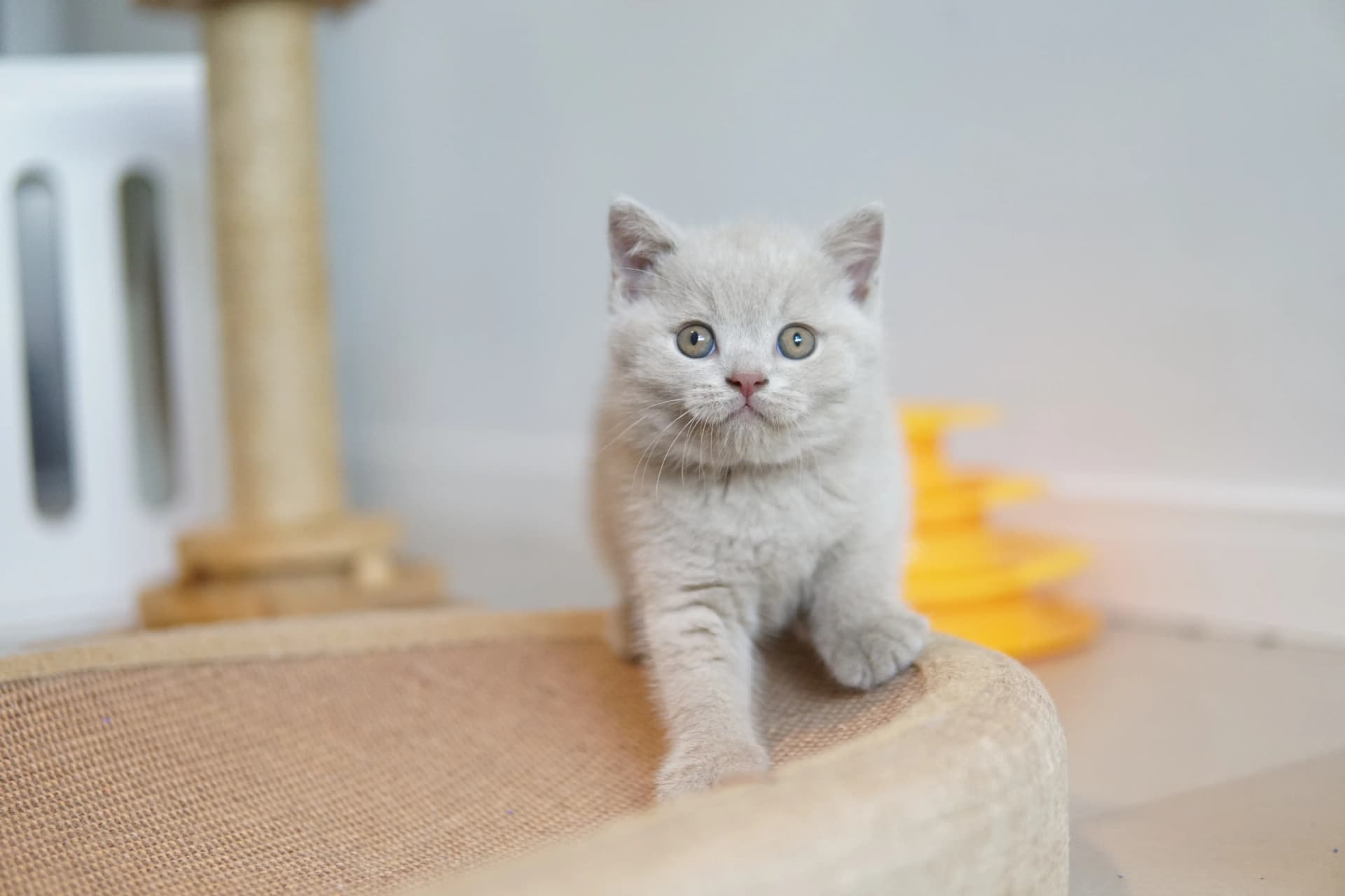 Gatito subiendo al rascador