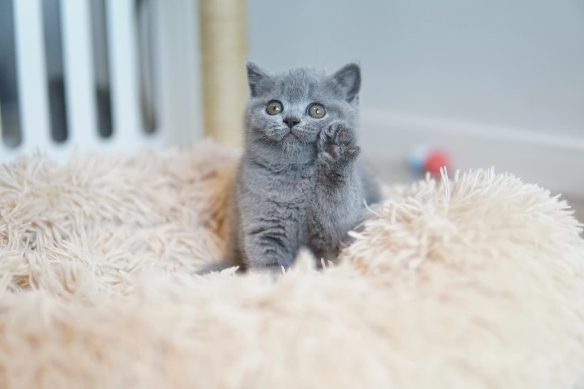 Gatito mostrando toda su ternura