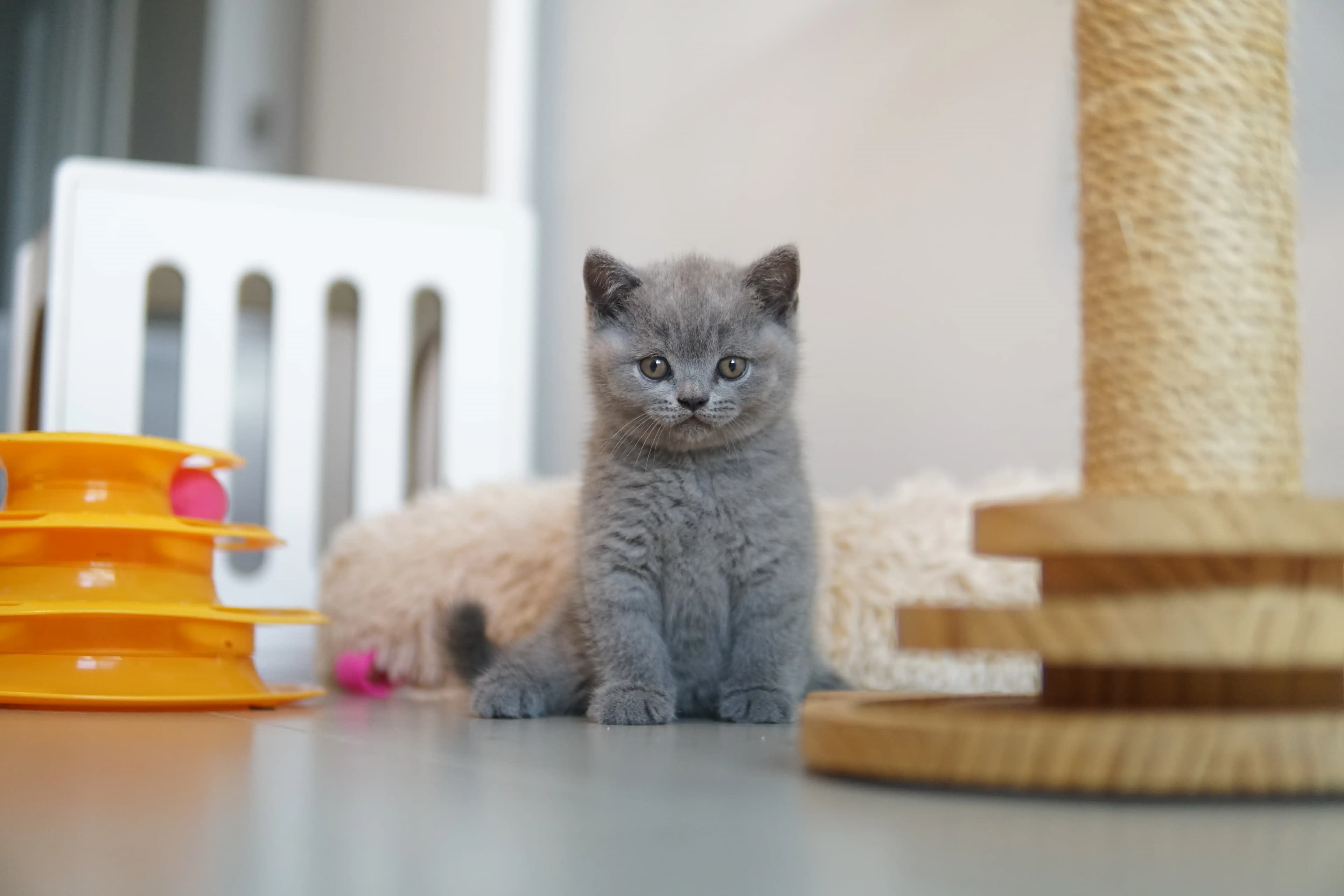 Gatito entre juegos y descanso