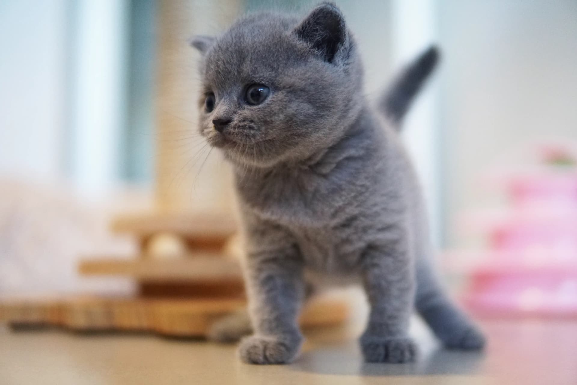 Gatito relajándose tranquilamente