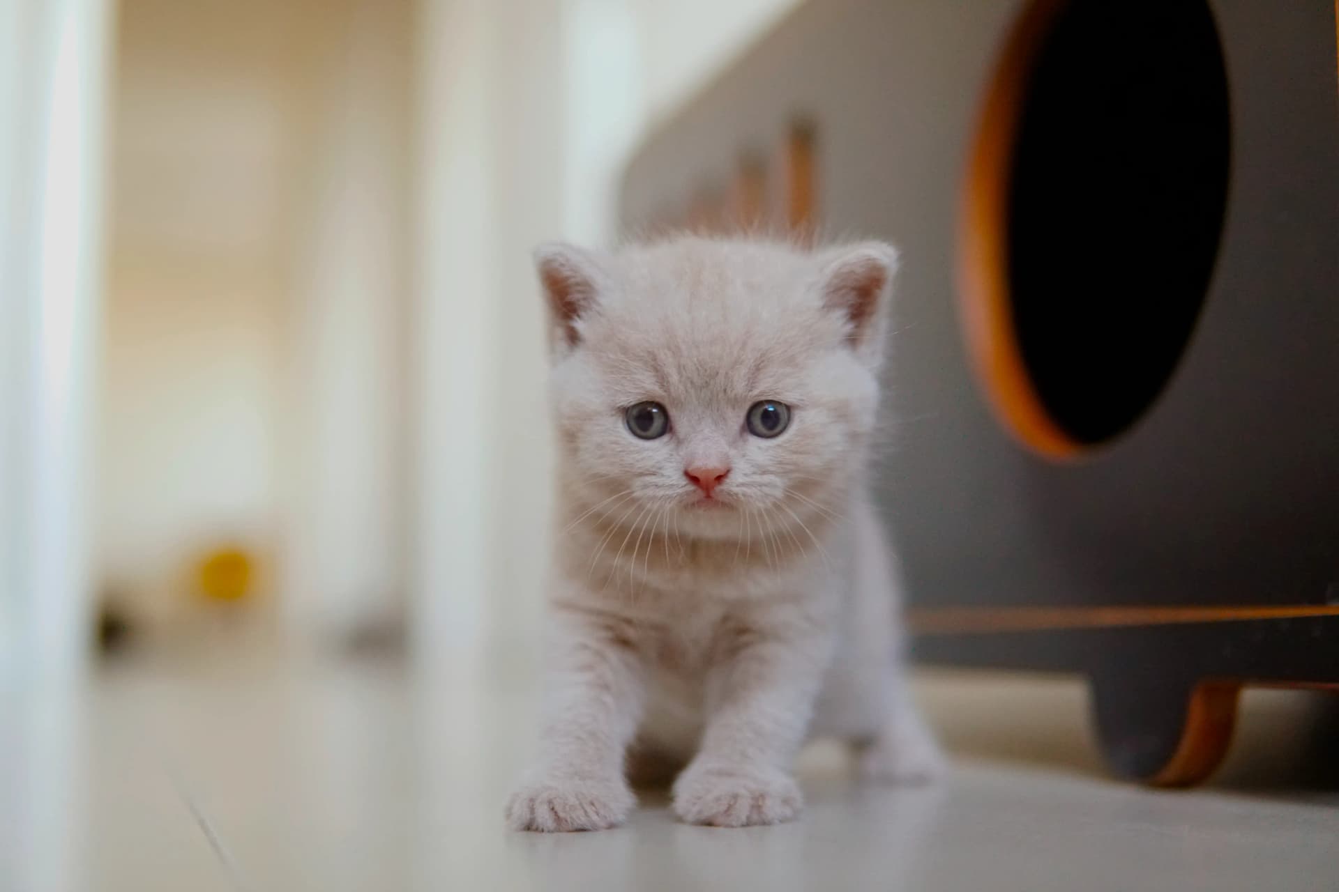 Gatito mostrando todo su encanto
