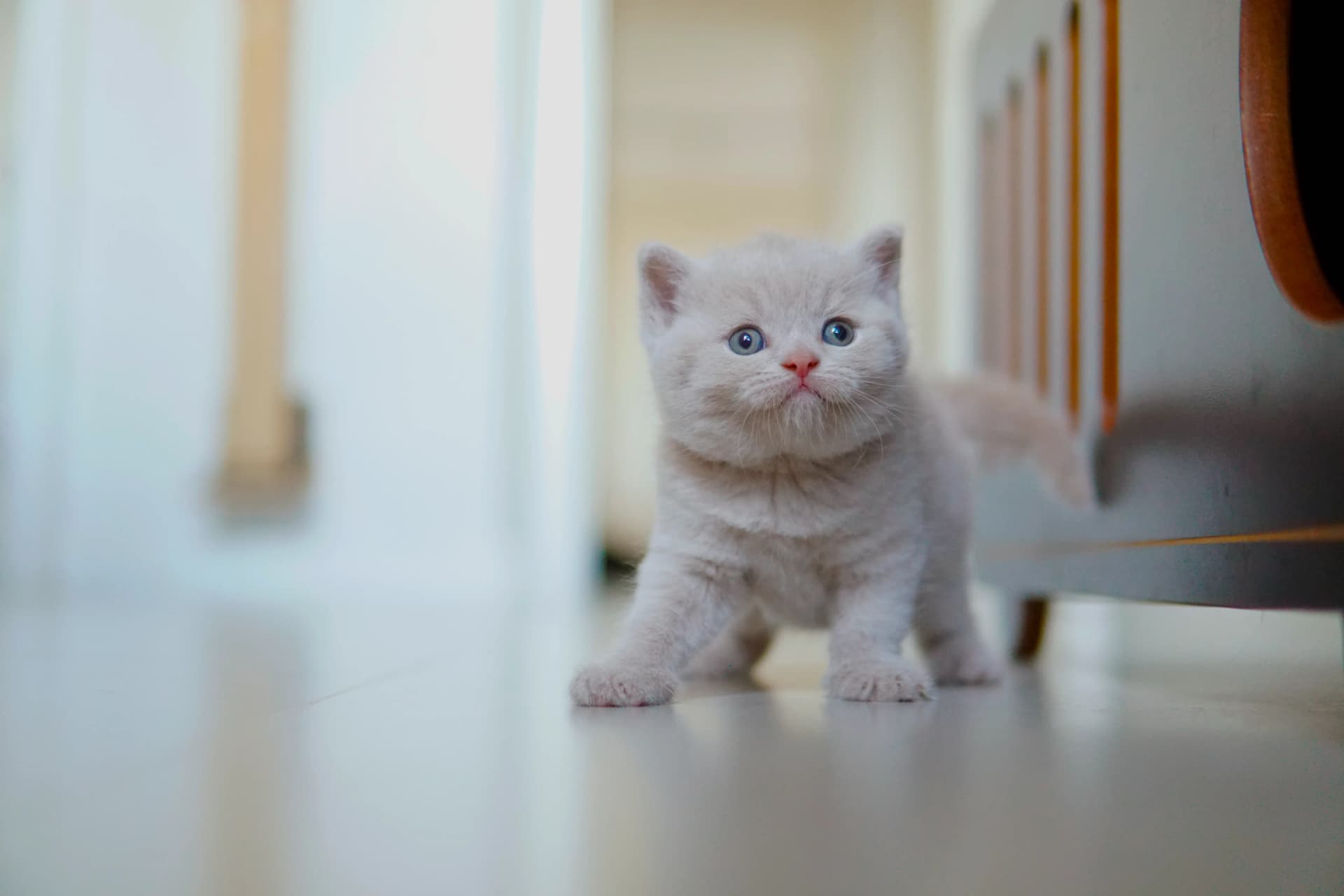 Gatito acostado, relajado