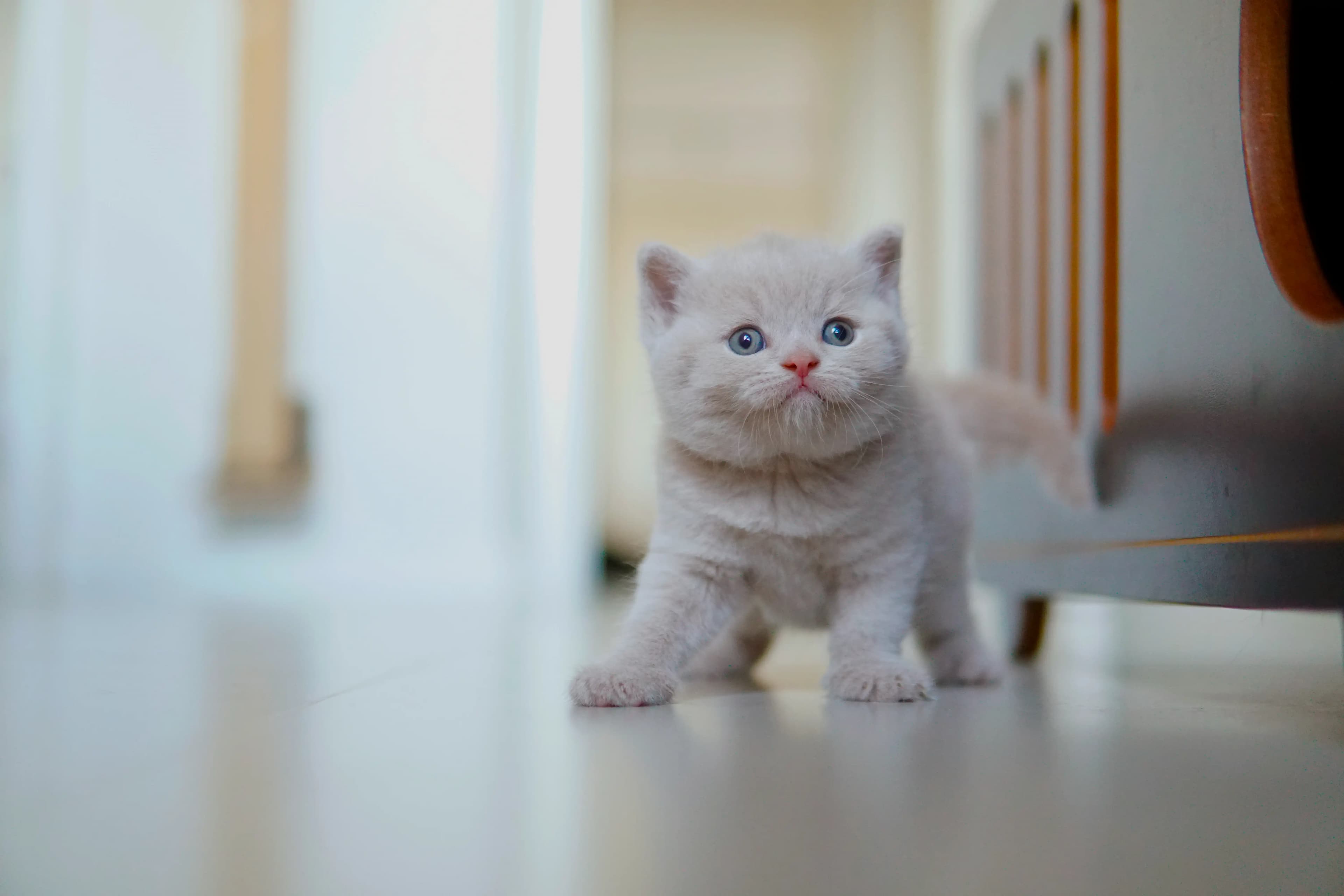 Gatito acostado, relajado
