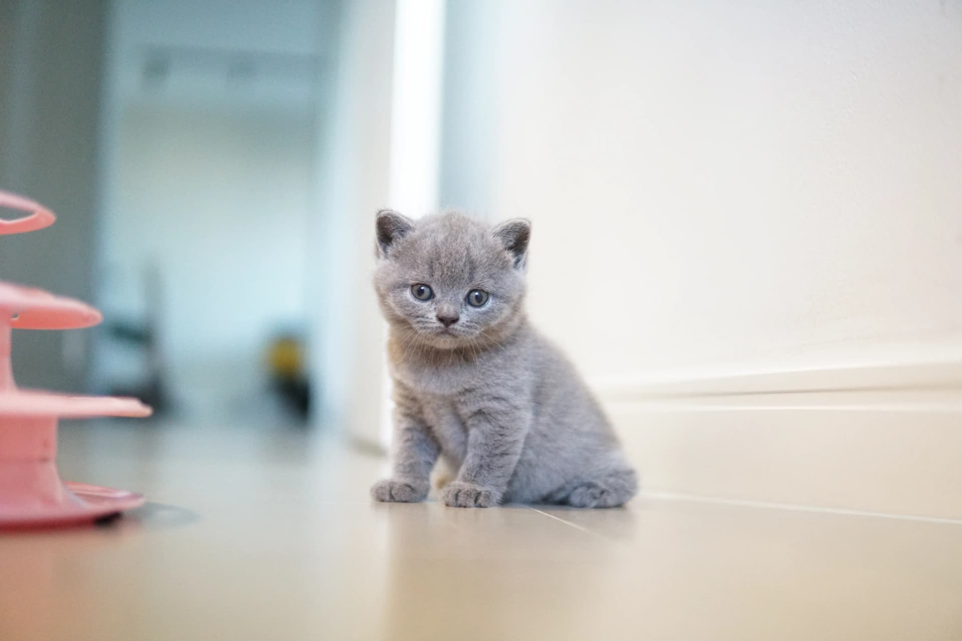 Gatito mirando el juguete
