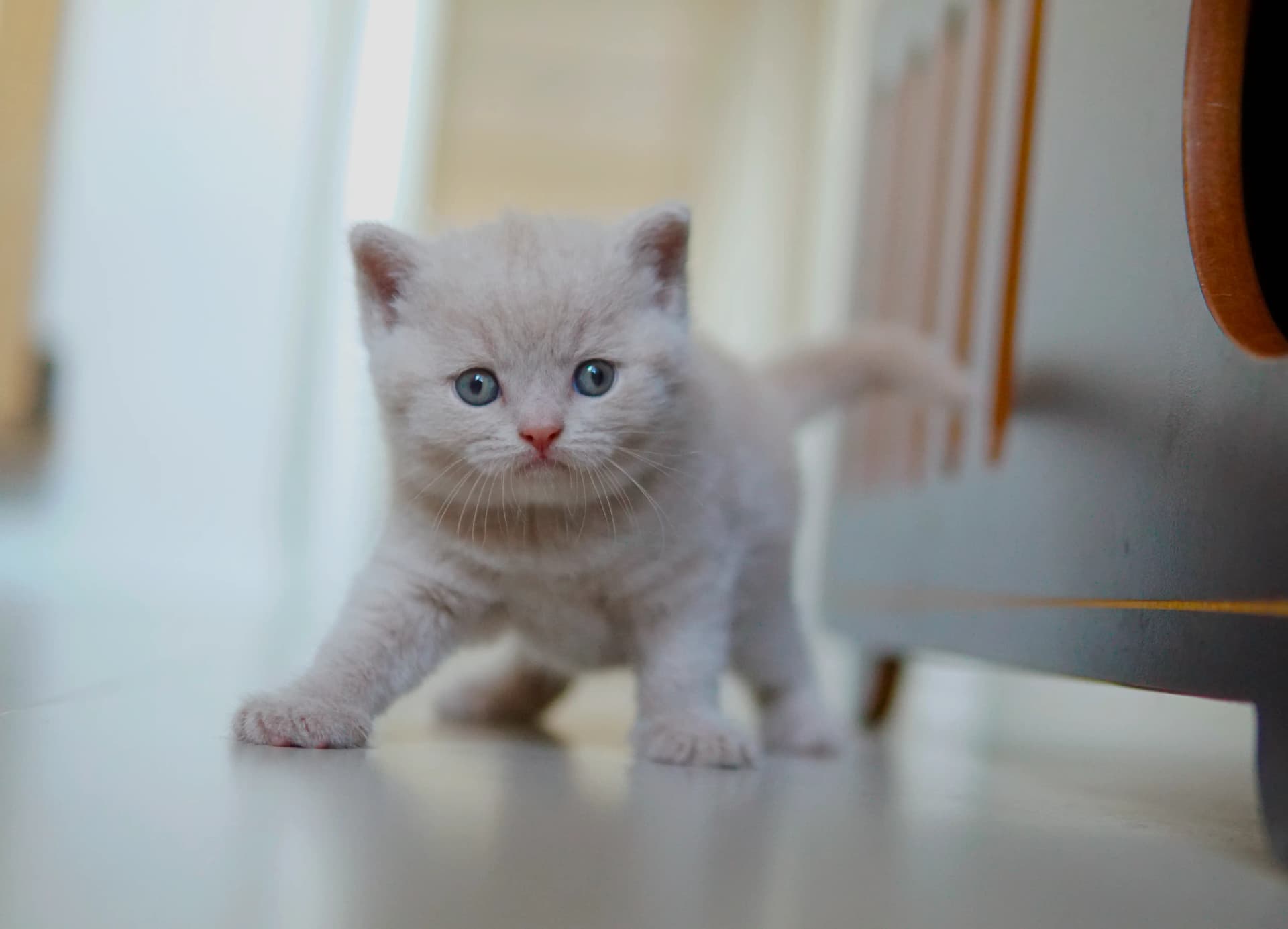 Gatito demostrando liderazgo
