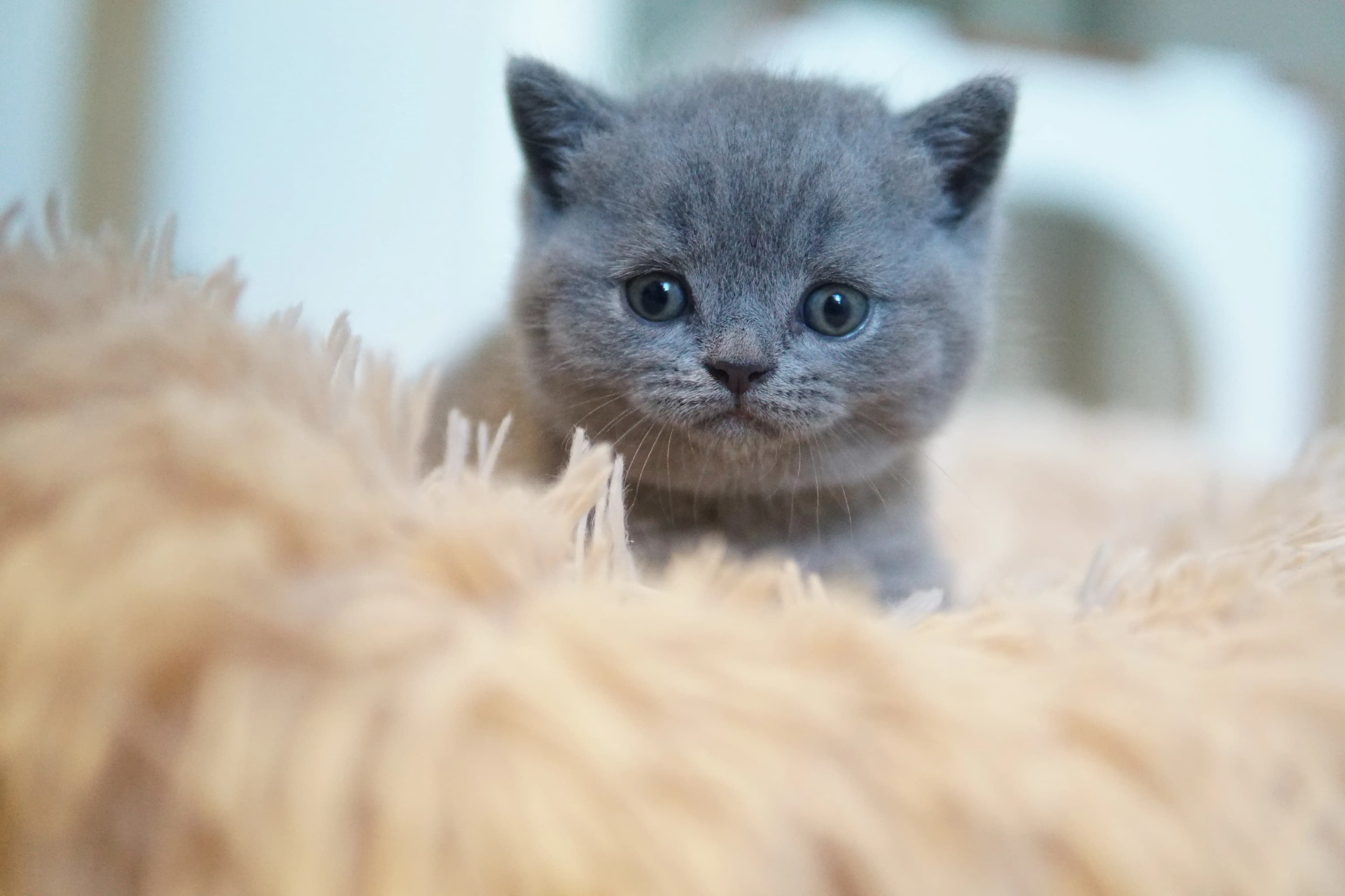 Gatito siempre curioso