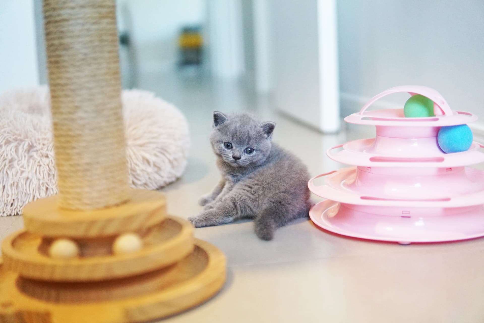 Gatito entre los juguetes