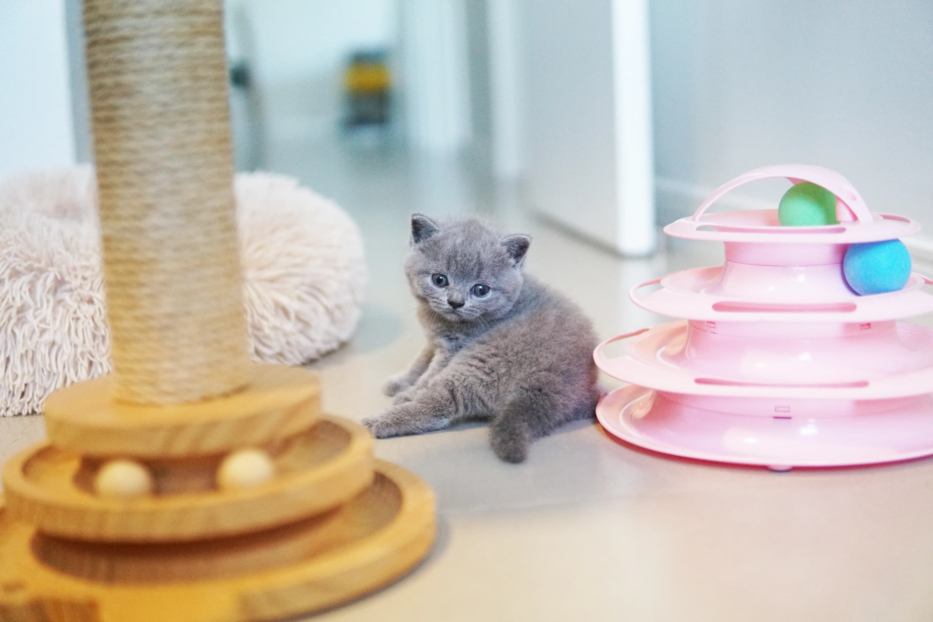 Gatito entre los juguetes