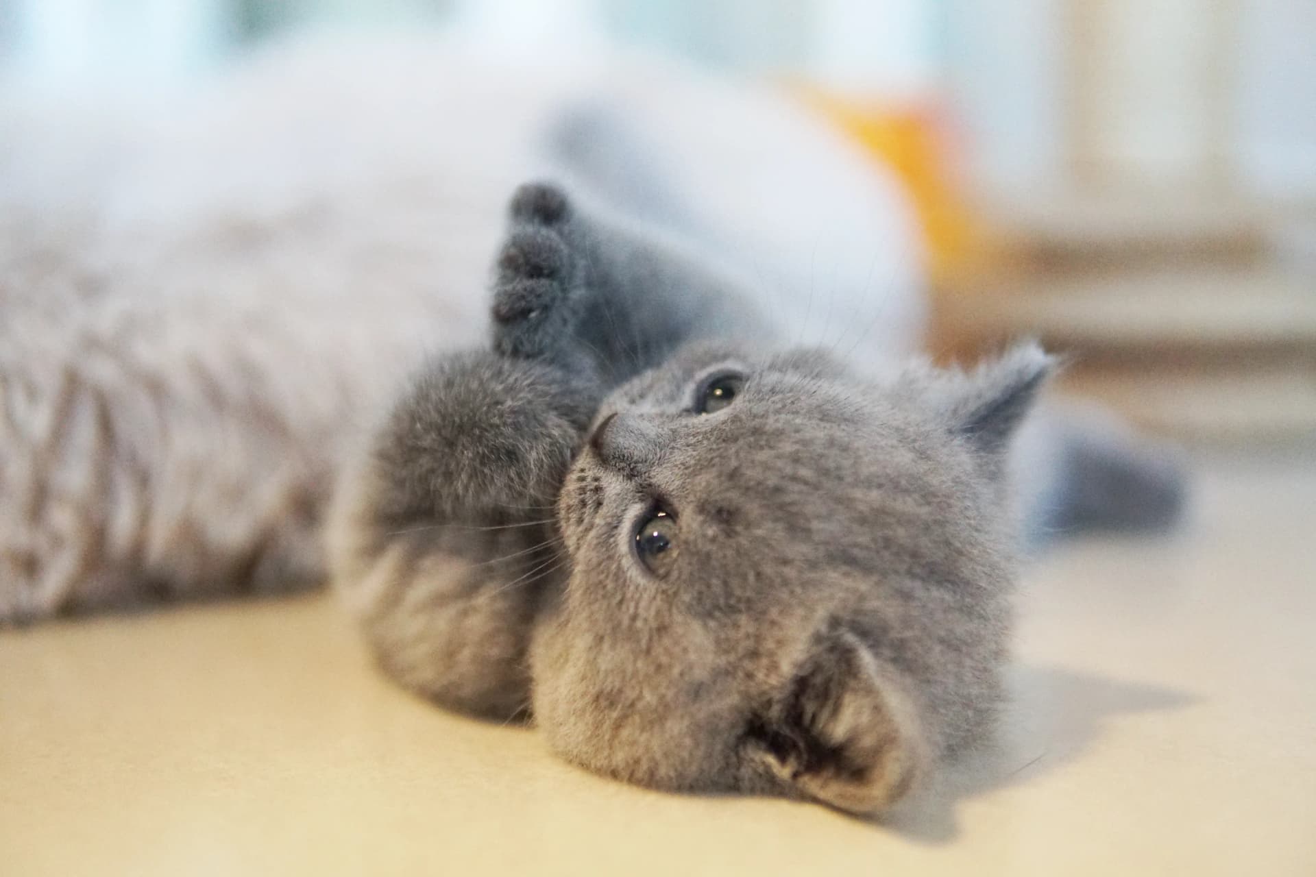 Gatito cómodo con la familia